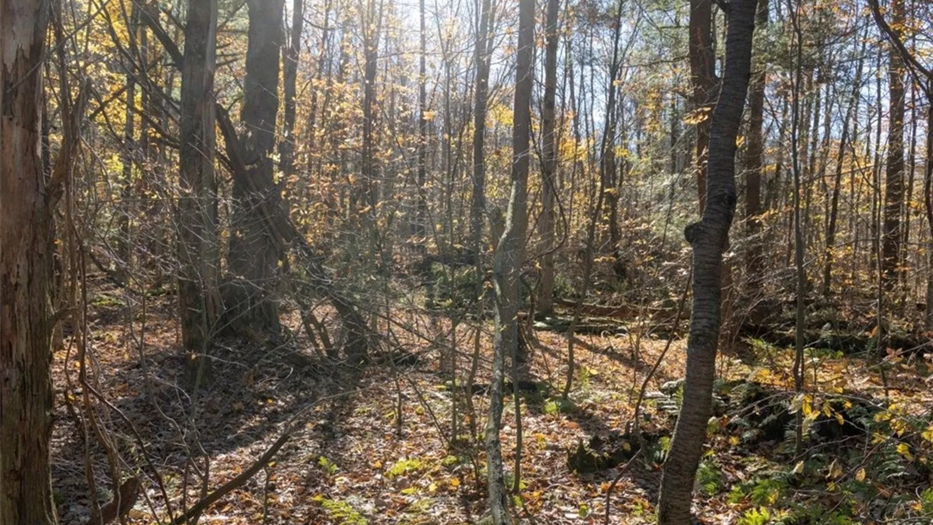 Property at 9881+9937 Larkin Road, Eden, NY 14057 12