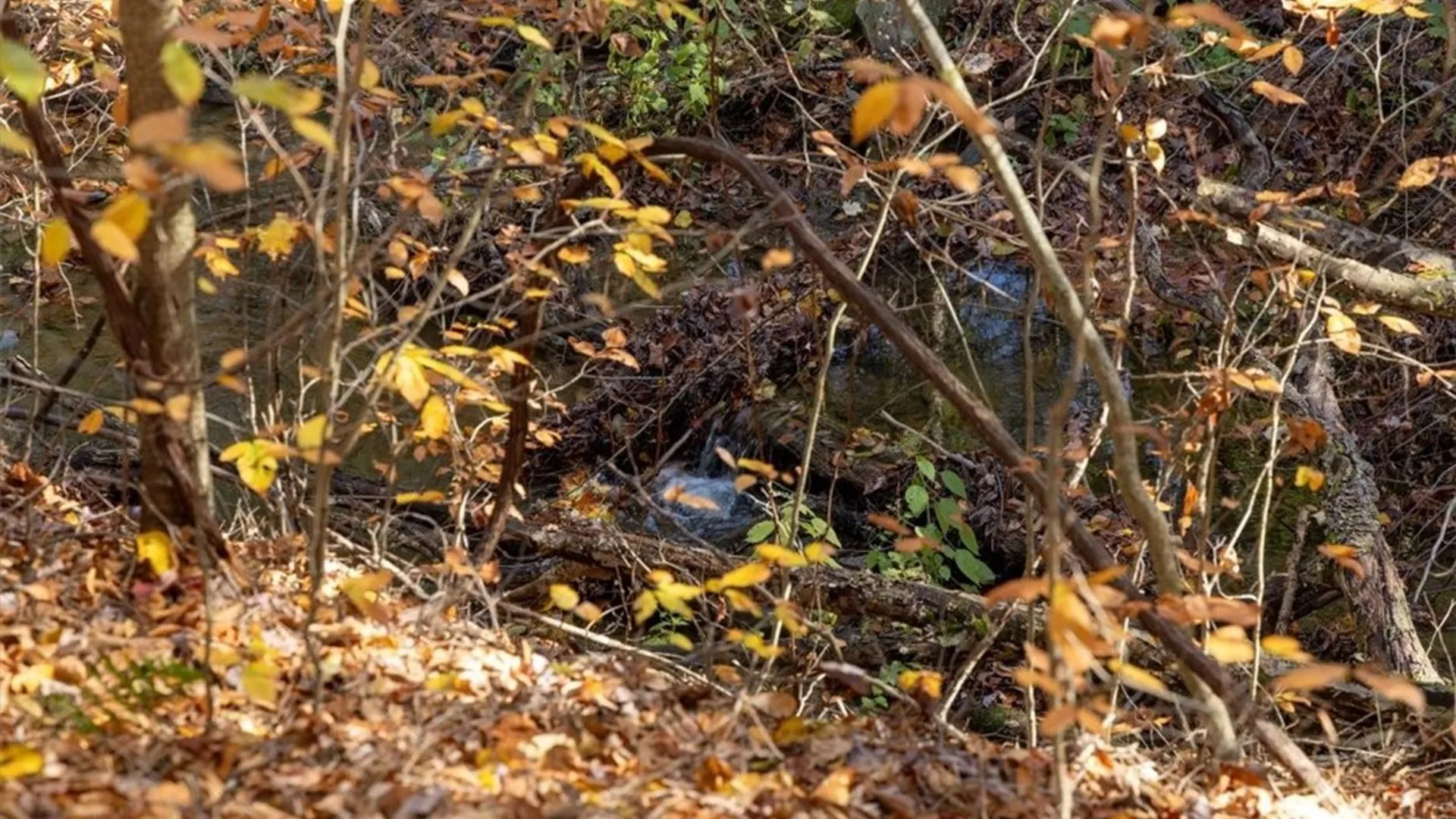 Property at 9881+9937 Larkin Road, Eden, NY 14057 13