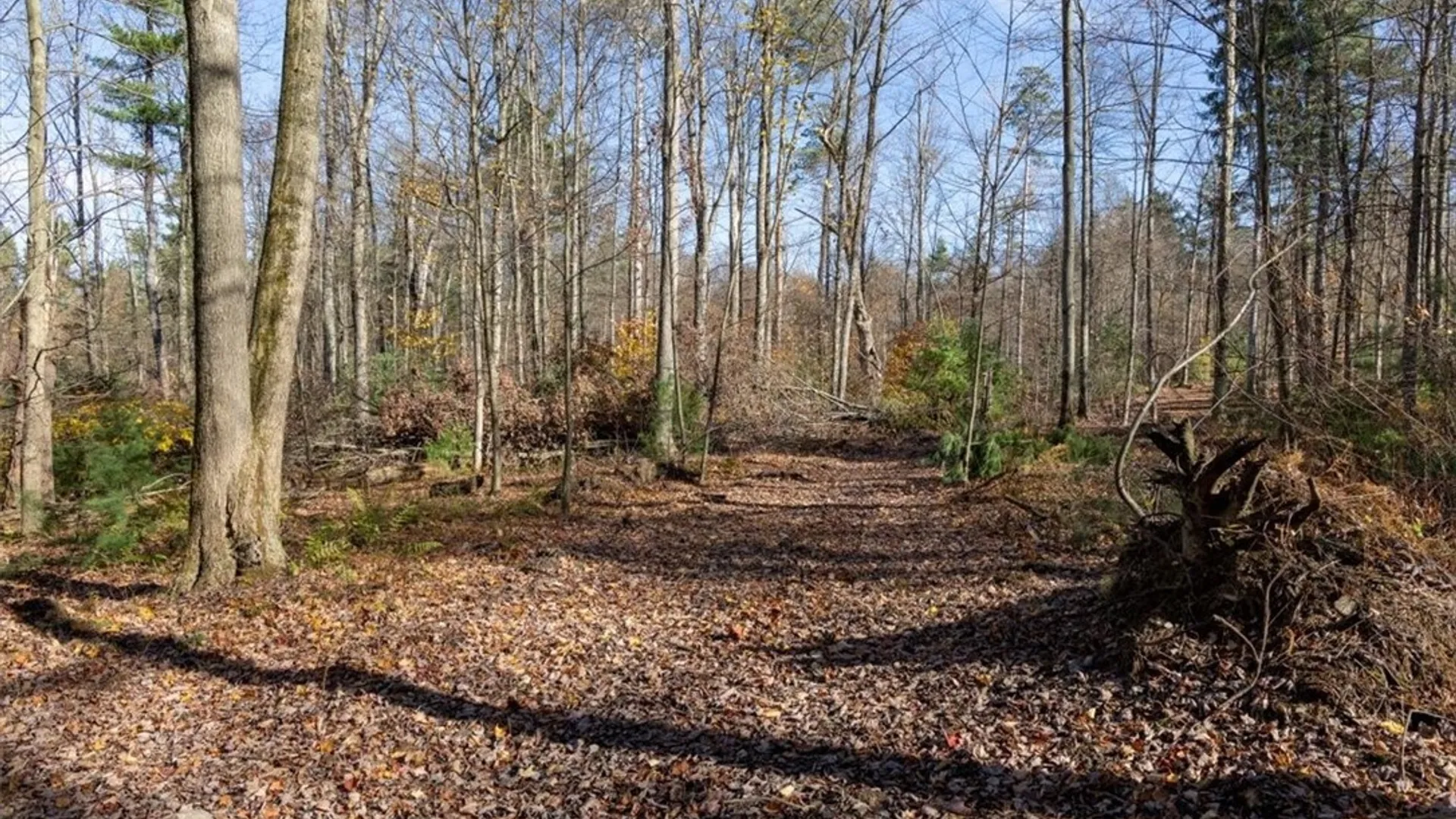 Property at 9881+9937 Larkin Road, Eden, NY 14057 17