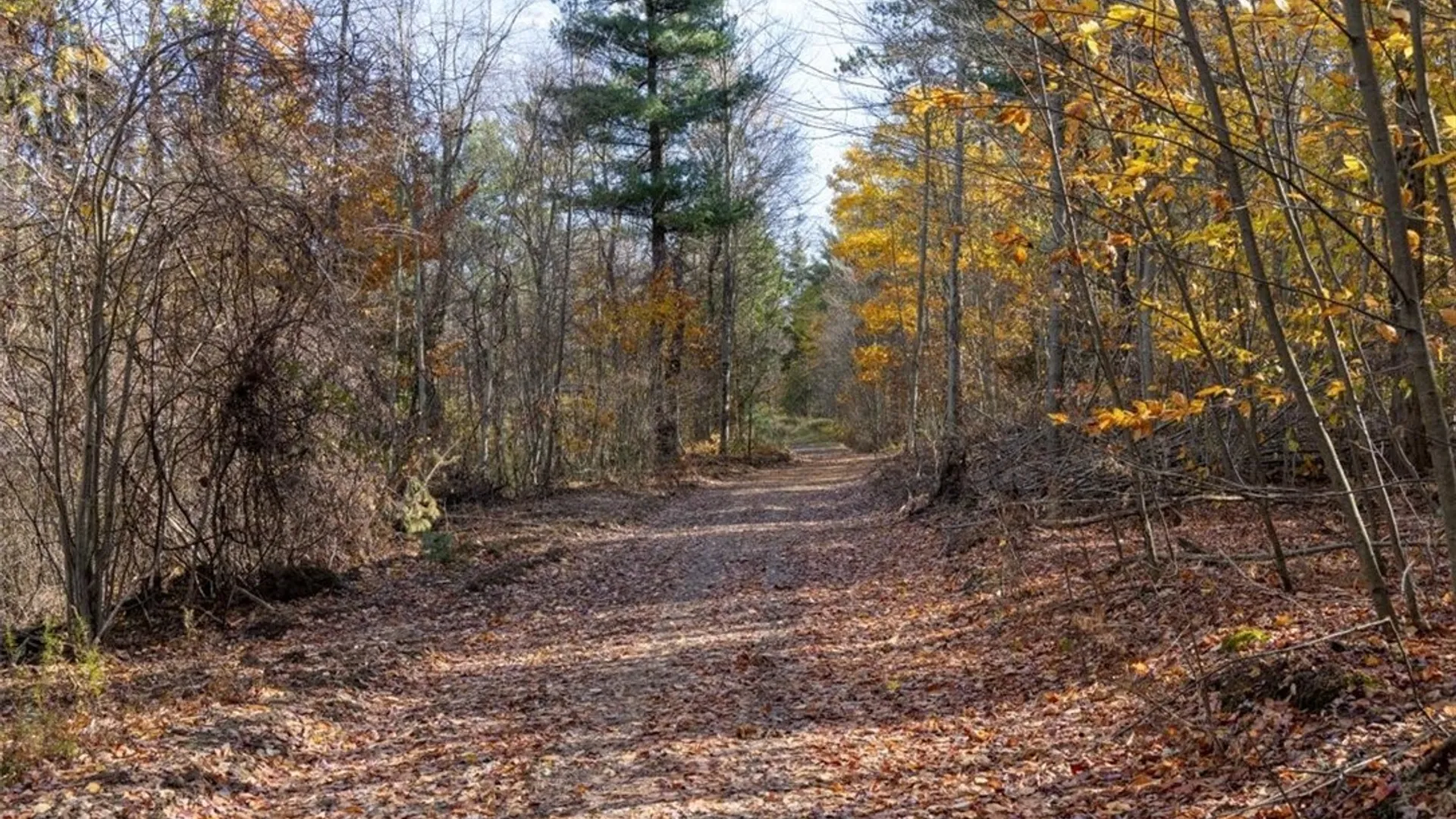 Property at 9881+9937 Larkin Road, Eden, NY 14057 21