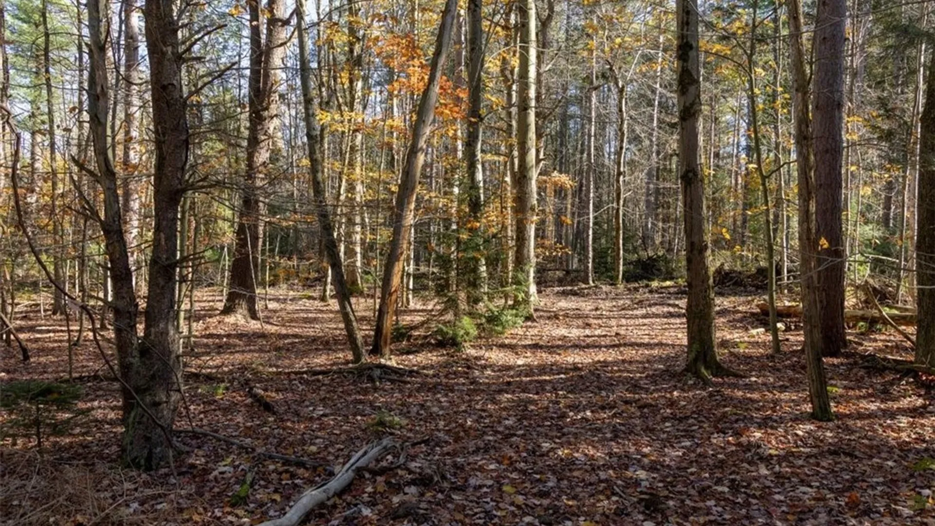 Property at 9881+9937 Larkin Road, Eden, NY 14057 9