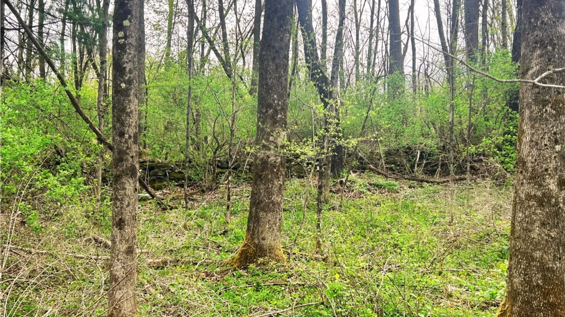 Property at 0 Sisson Hill Road, Unadilla, NY 13849 3