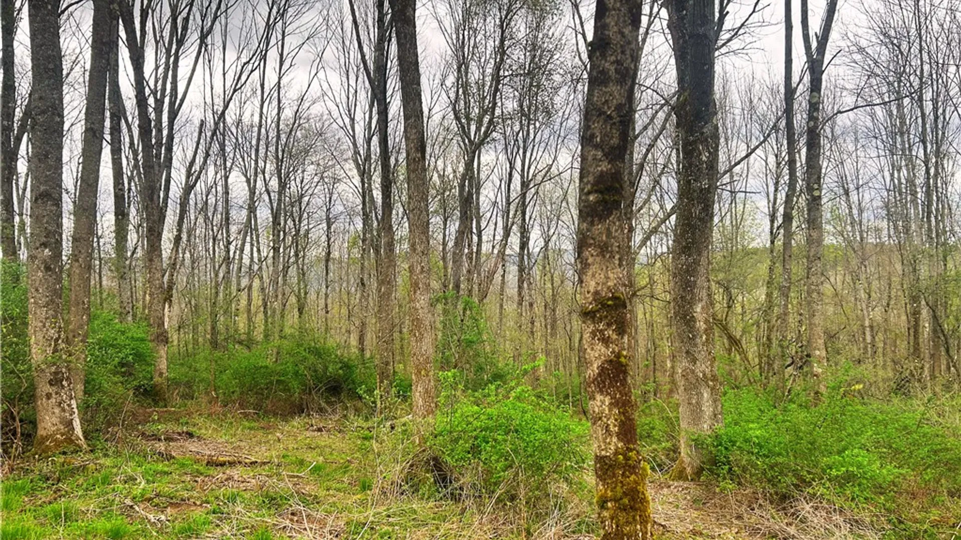 Property at 0 Sisson Hill Road, Unadilla, NY 13849 6