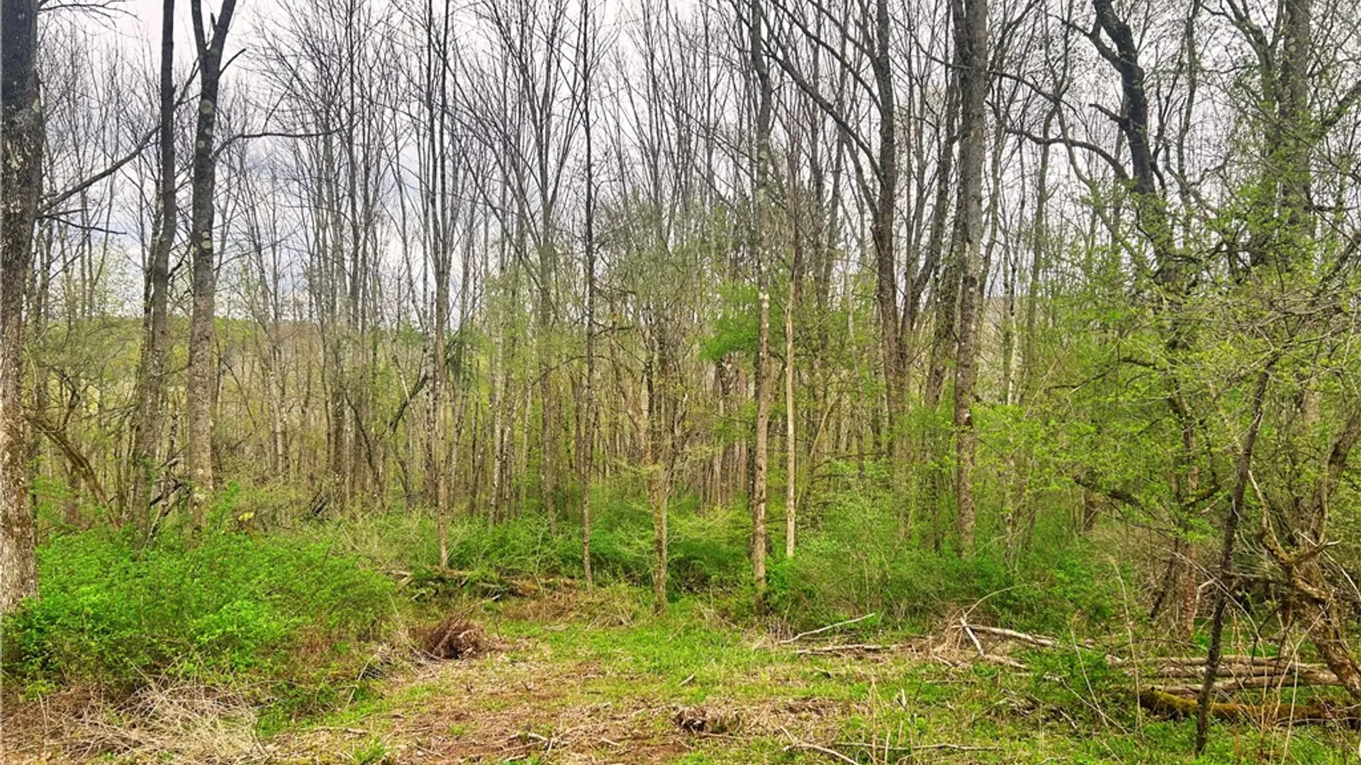 Property at 0 Sisson Hill Road, Unadilla, NY 13849 7