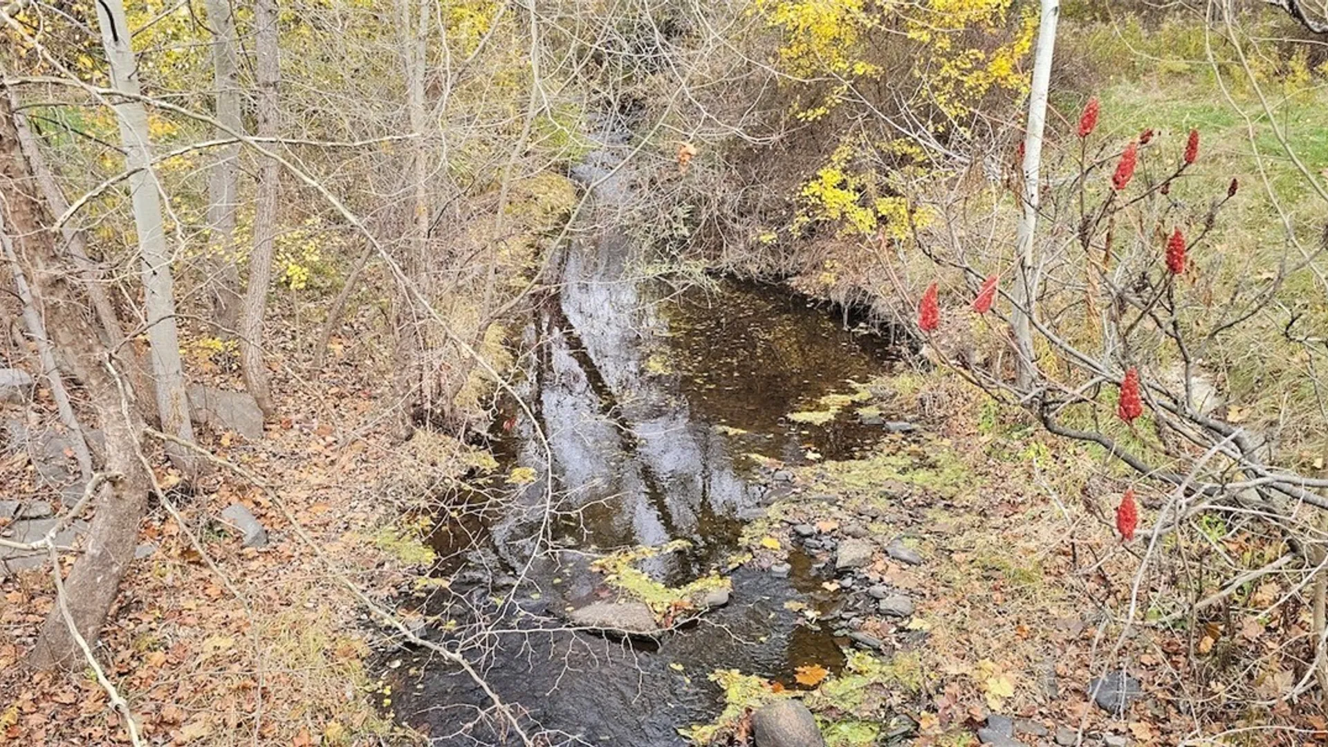 Property at 3636 Mill Street, Tyrone, NY 14870 14