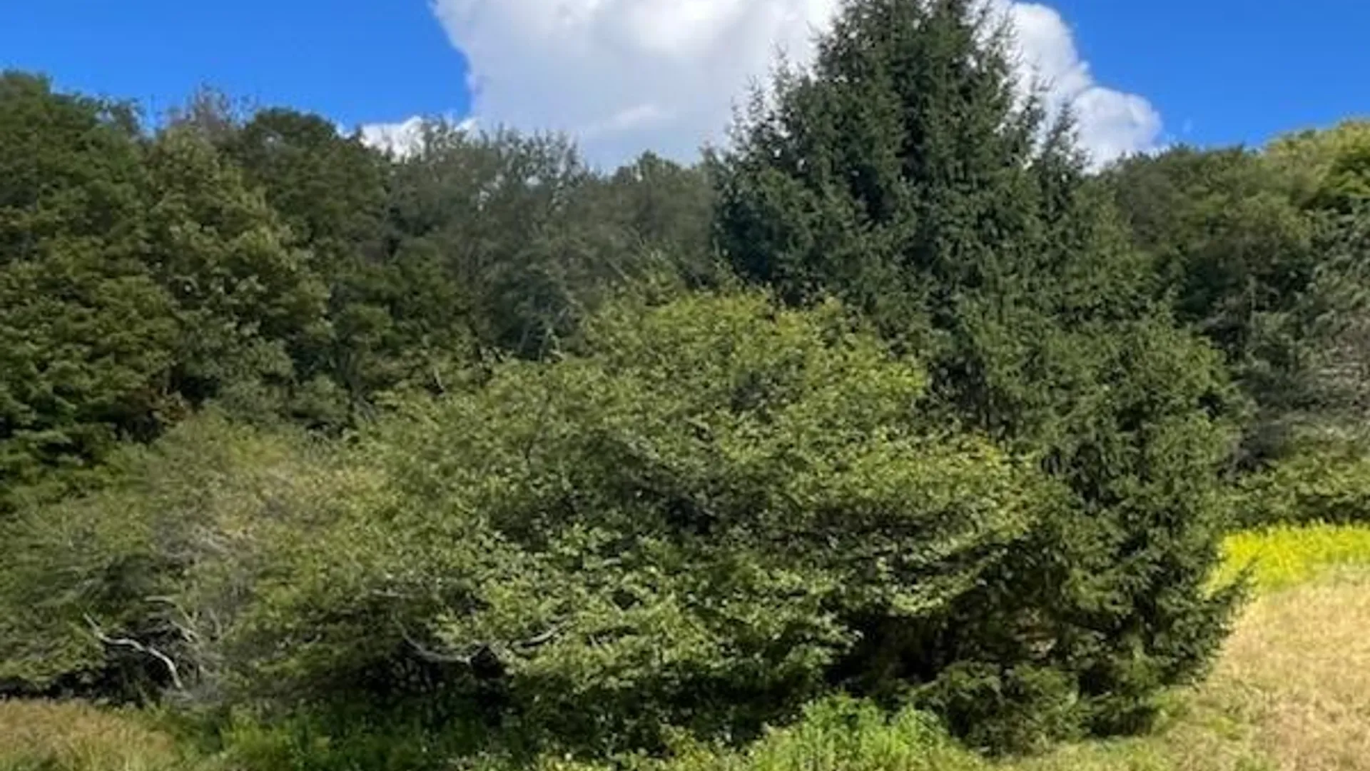 Property at 4088 County Highway 22, Walton, NY 13856 7