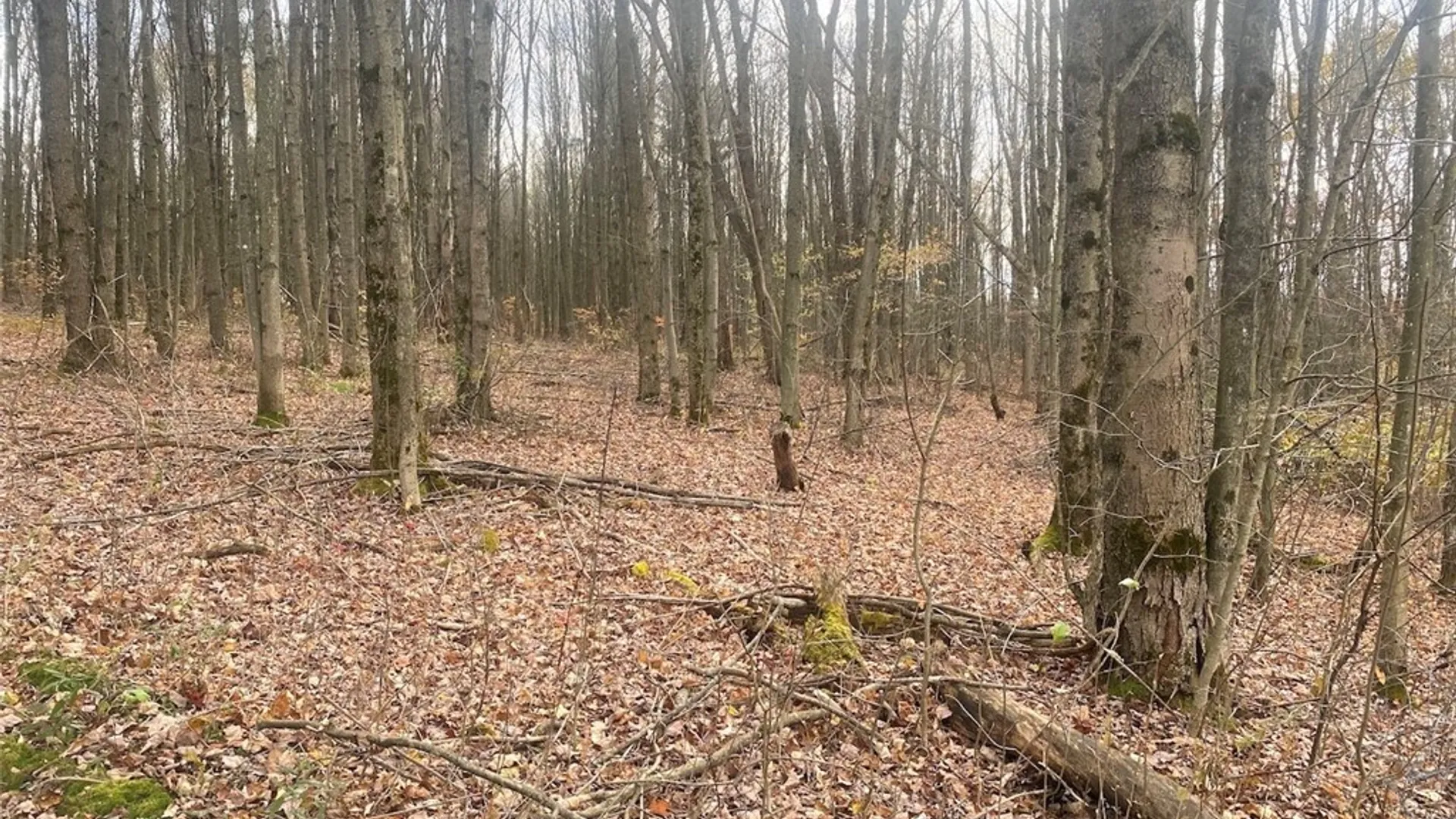 Property at 5601 Pigtail Road, Friendship, NY 14739 28