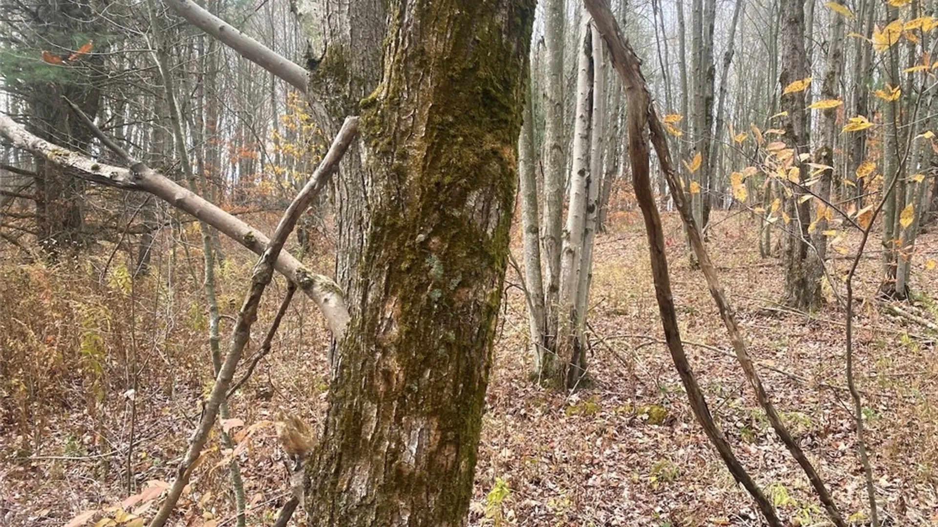 Property at 5601 Pigtail Road, Friendship, NY 14739 29