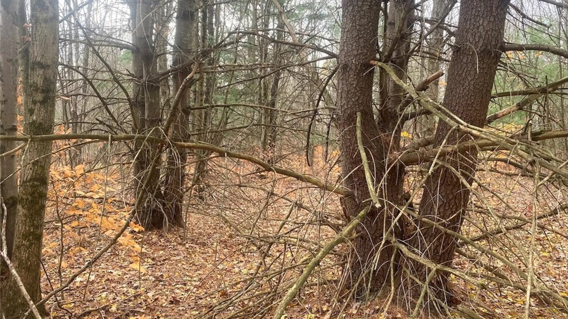 Property at 5601 Pigtail Road, Friendship, NY 14739 30