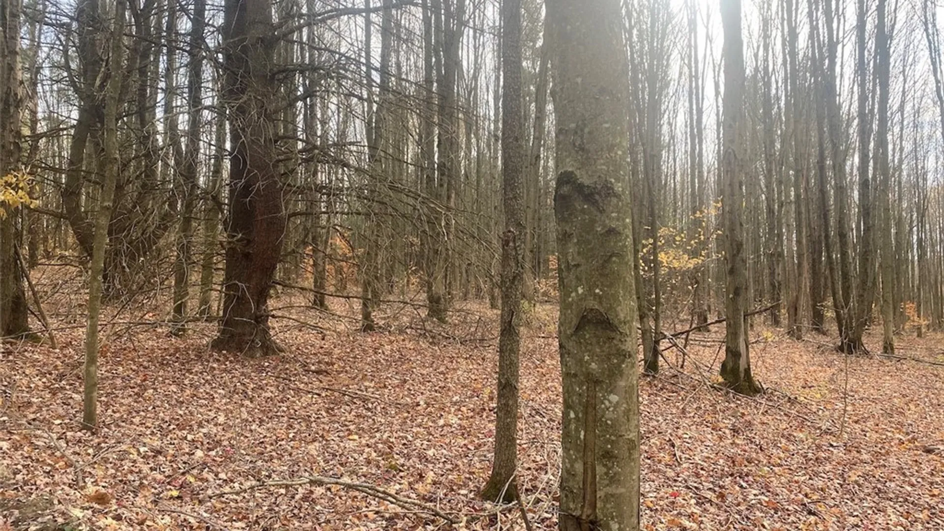 Property at 5601 Pigtail Road, Friendship, NY 14739 31