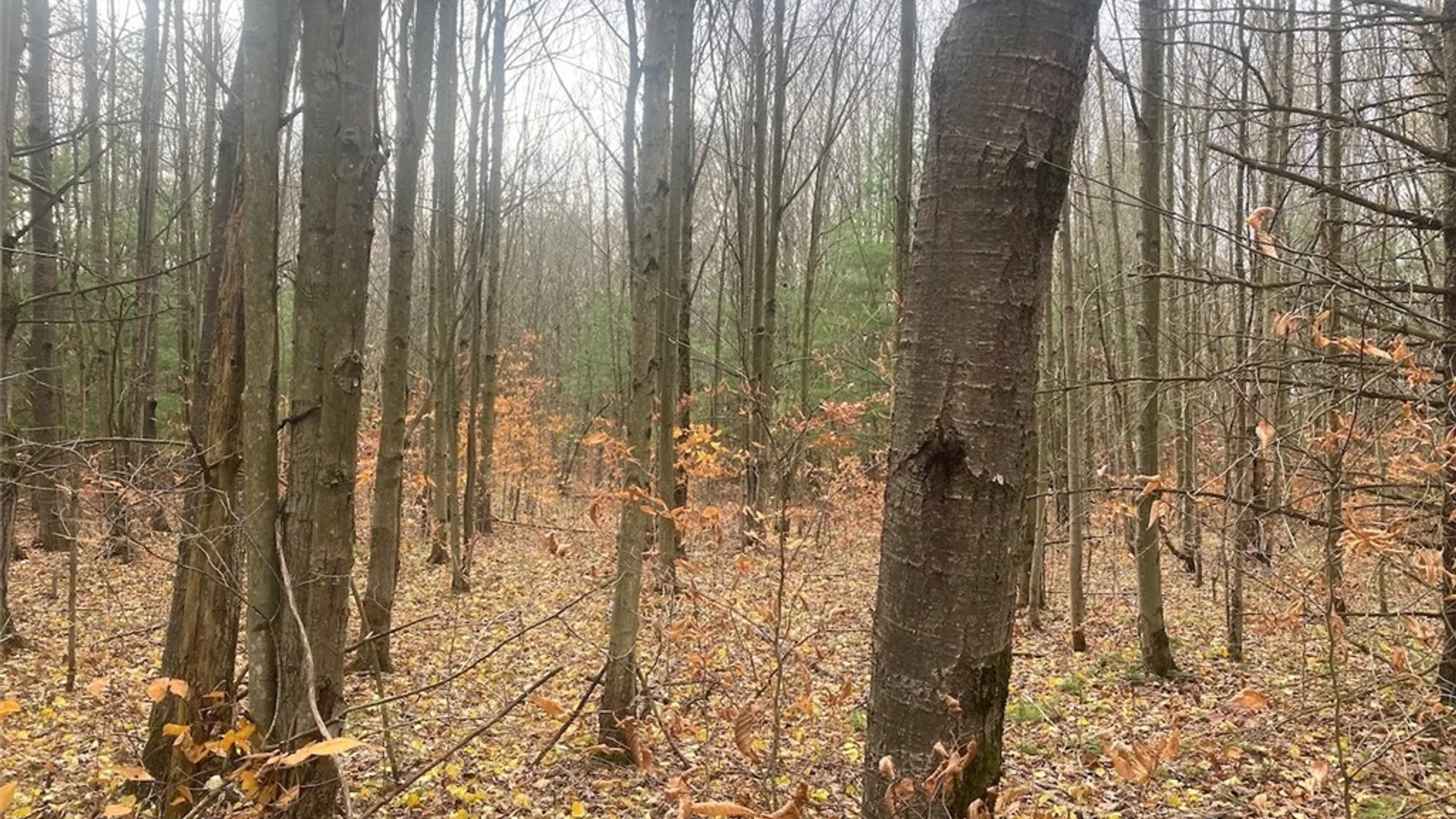 Property at 5601 Pigtail Road, Friendship, NY 14739 32