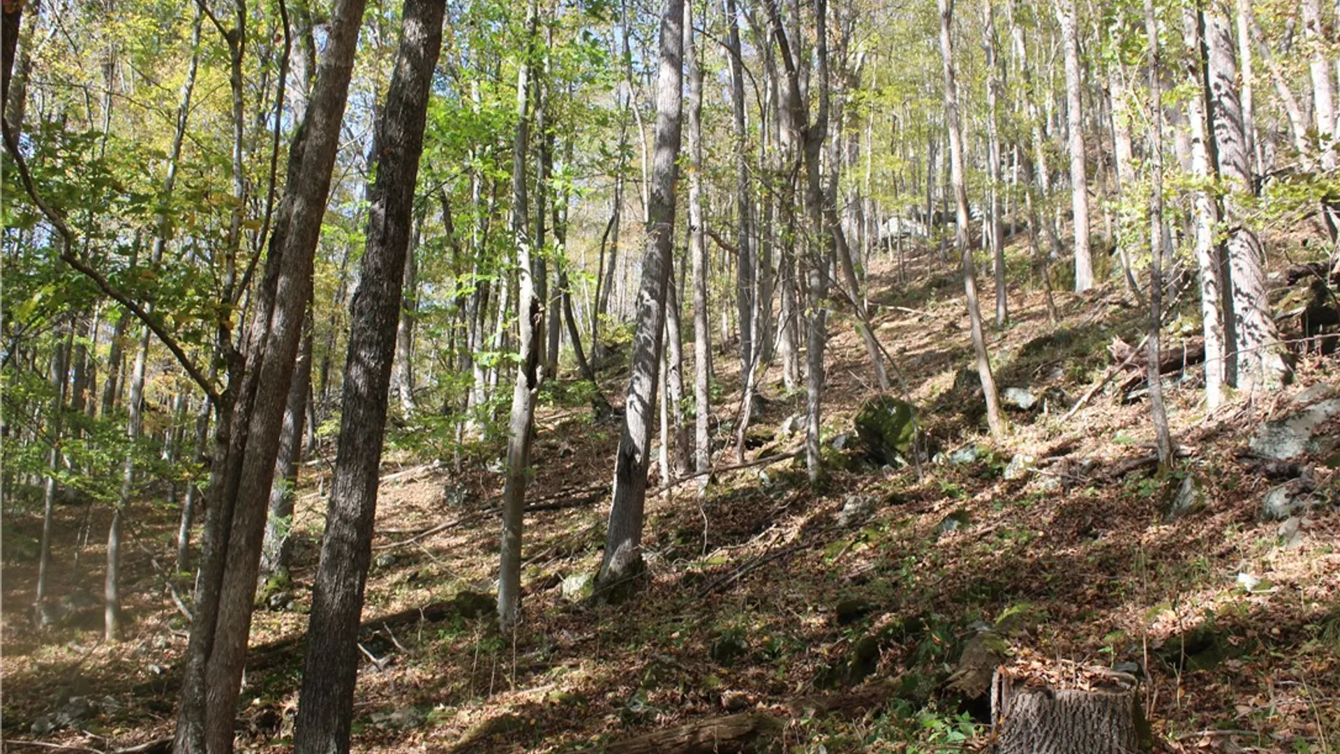 Property at Peakville Road, Hancock, NY 13783 12