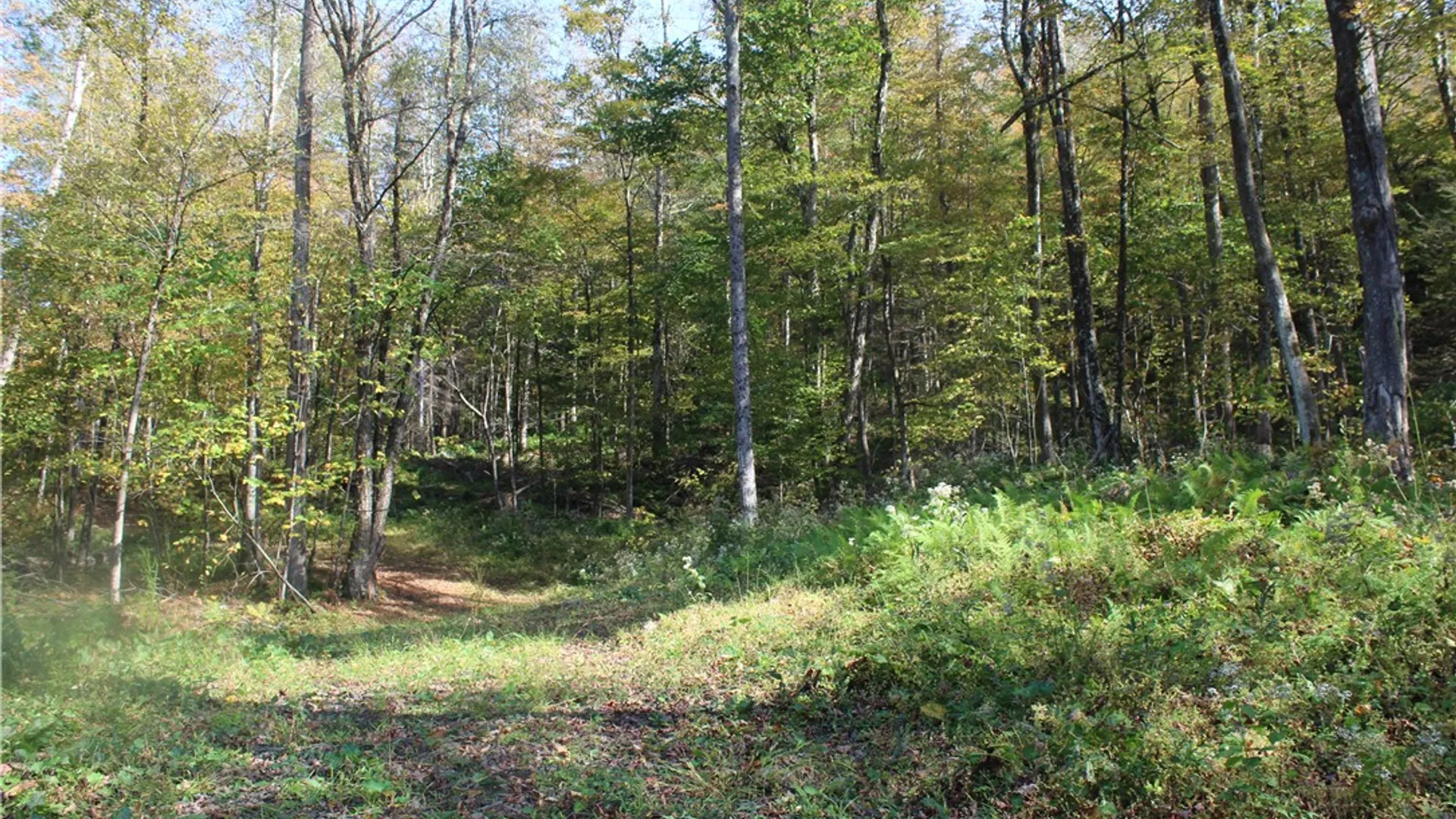 Property at Peakville Road, Hancock, NY 13783 14