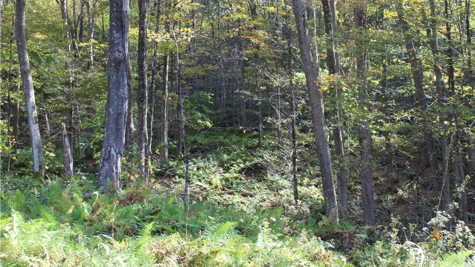 Property at Peakville Road, Hancock, NY 13783 15