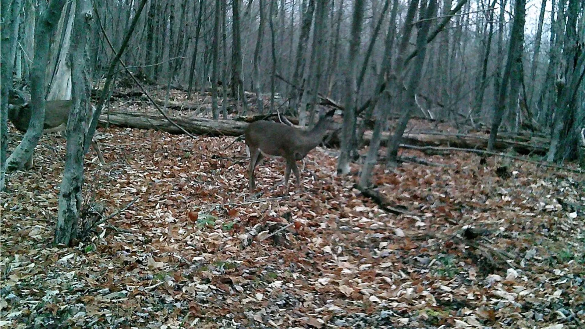 Property at Peakville Road, Hancock, NY 13783 20