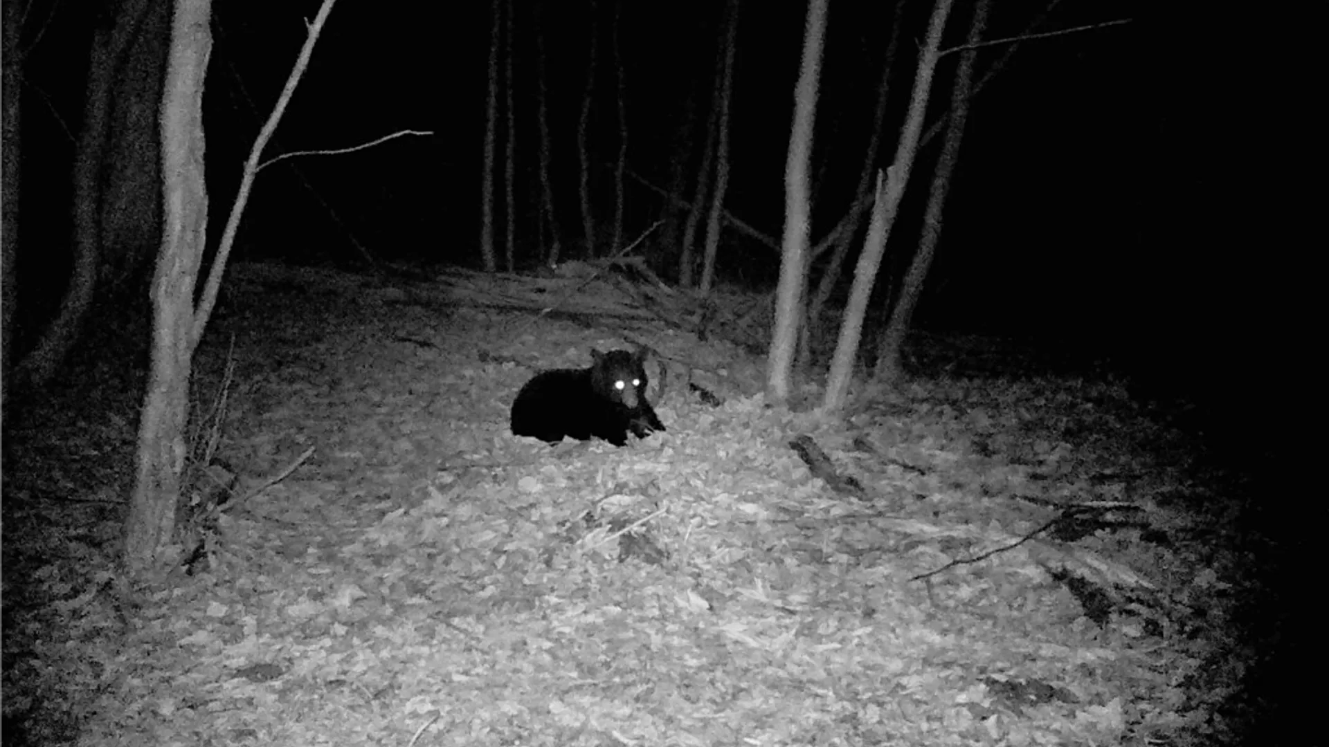 Property at Peakville Road, Hancock, NY 13783 21