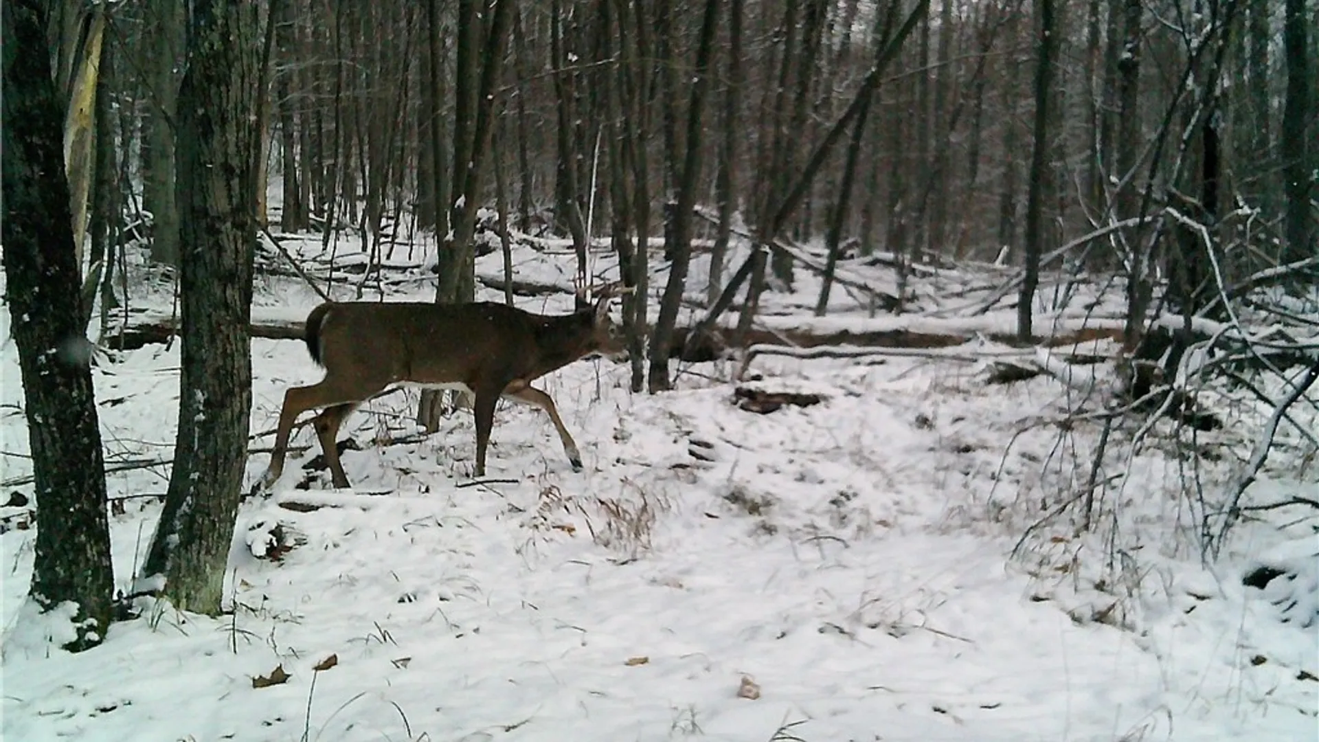 Property at Peakville Road, Hancock, NY 13783 4