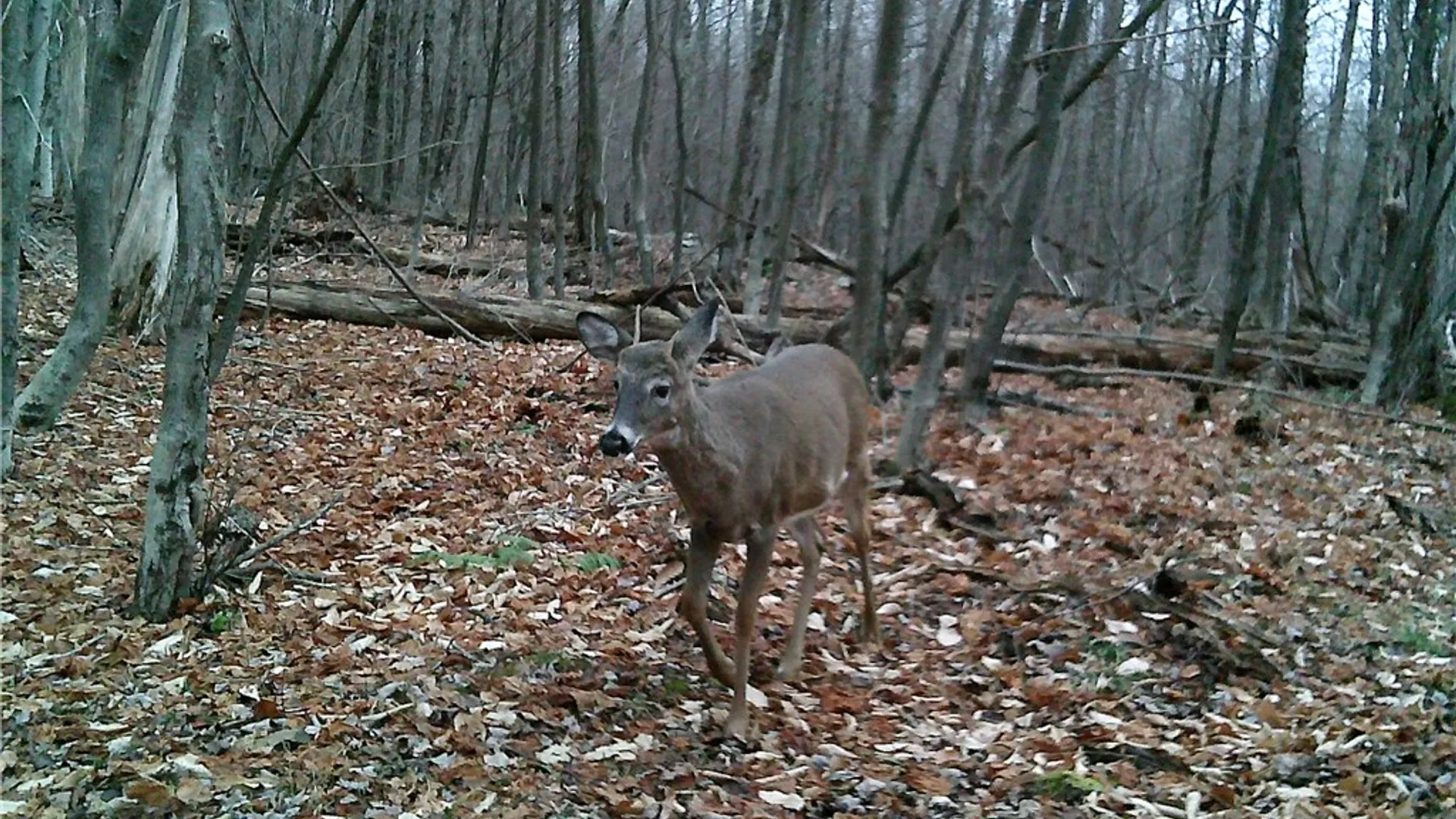 Property at Peakville Road, Hancock, NY 13783 6