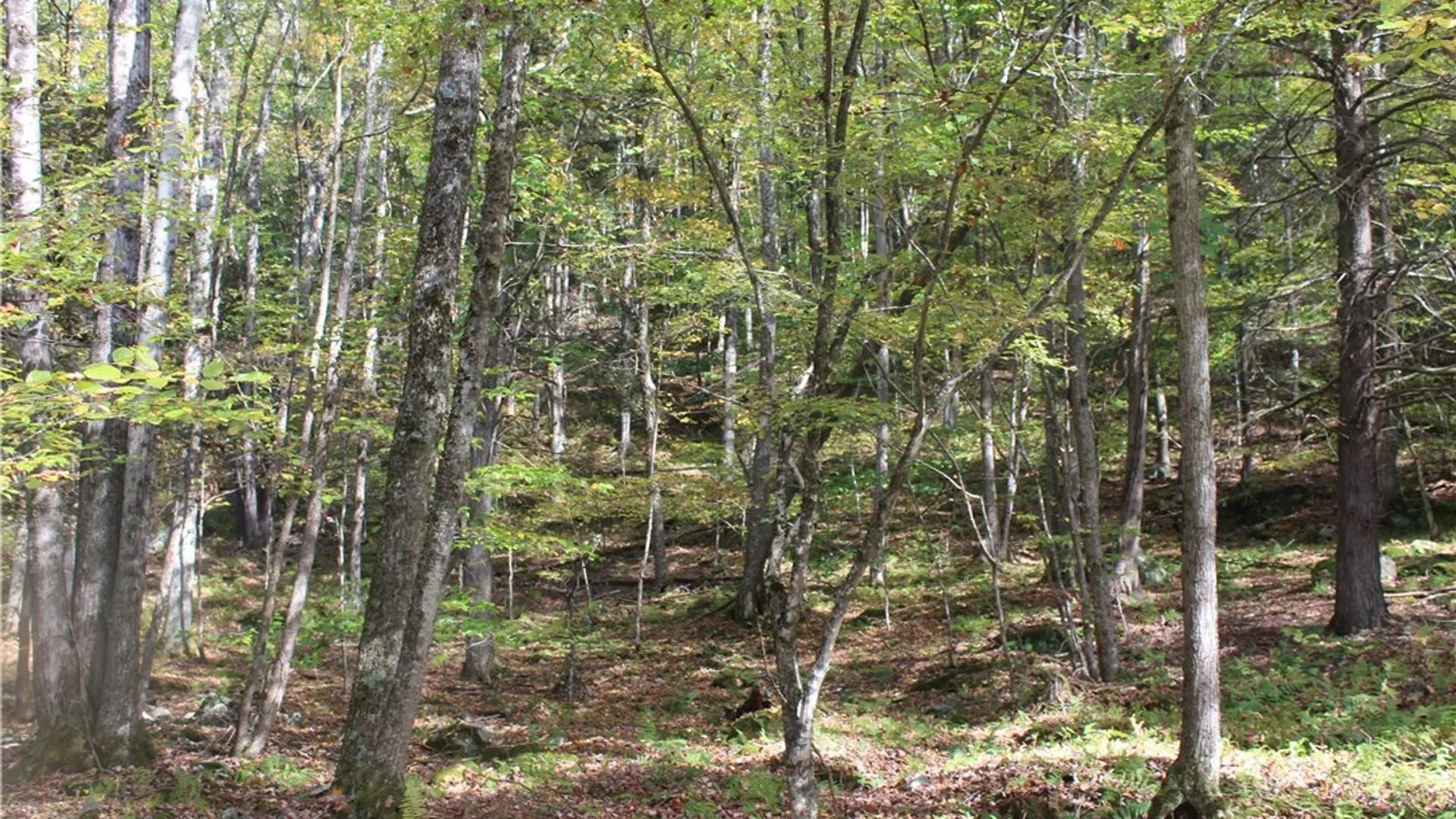 Property at Peakville Road, Hancock, NY 13783 7