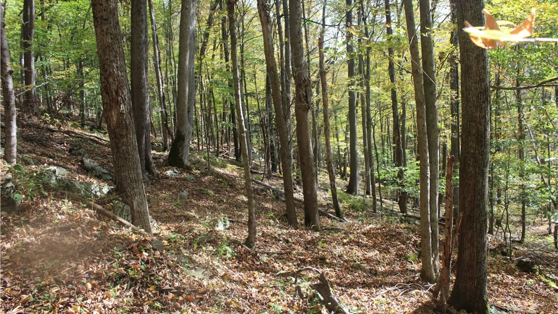 Property at Peakville Road, Hancock, NY 13783 9