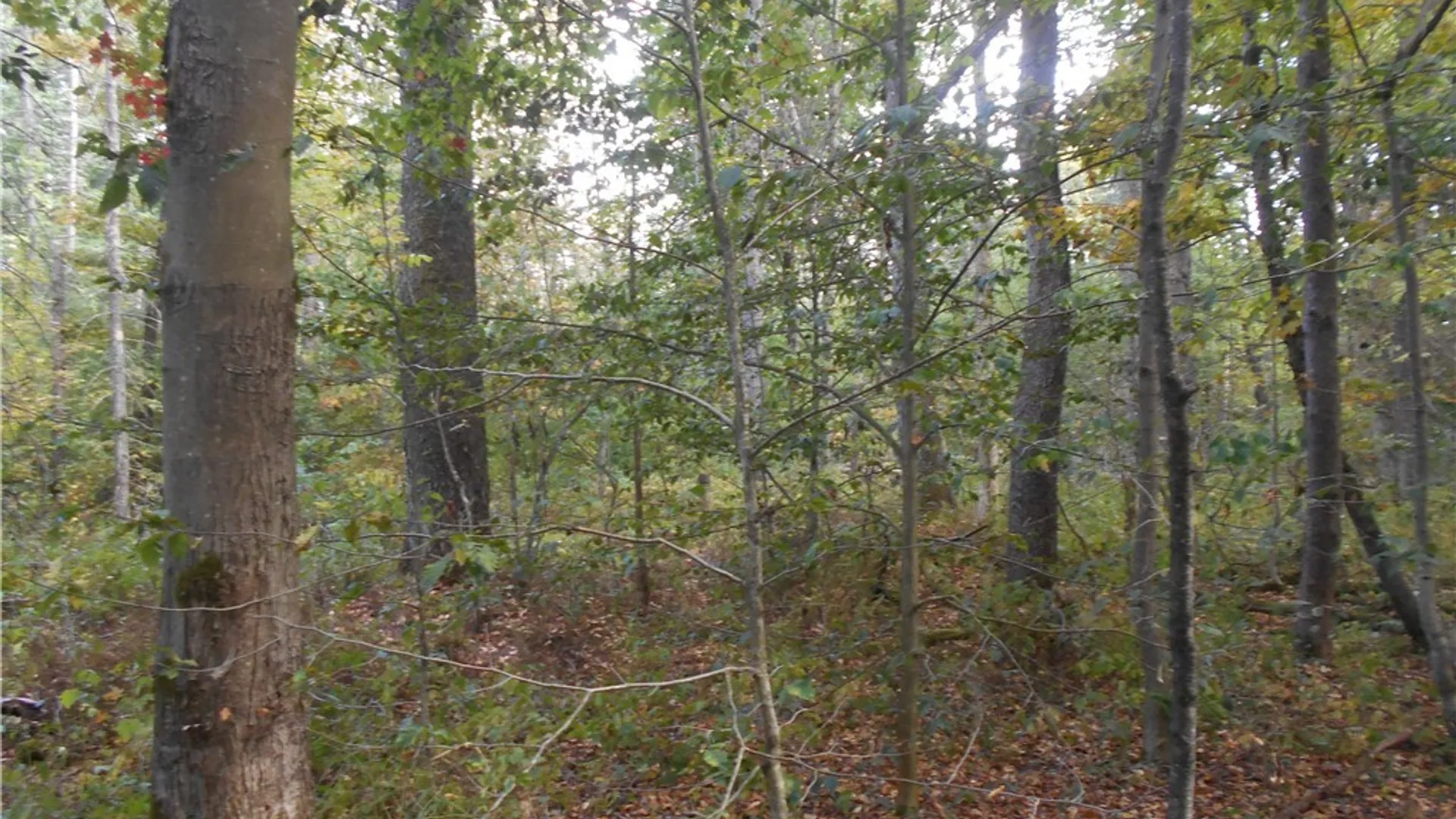 Property at Irish Hill Road, Ellicottville, NY 14731 10