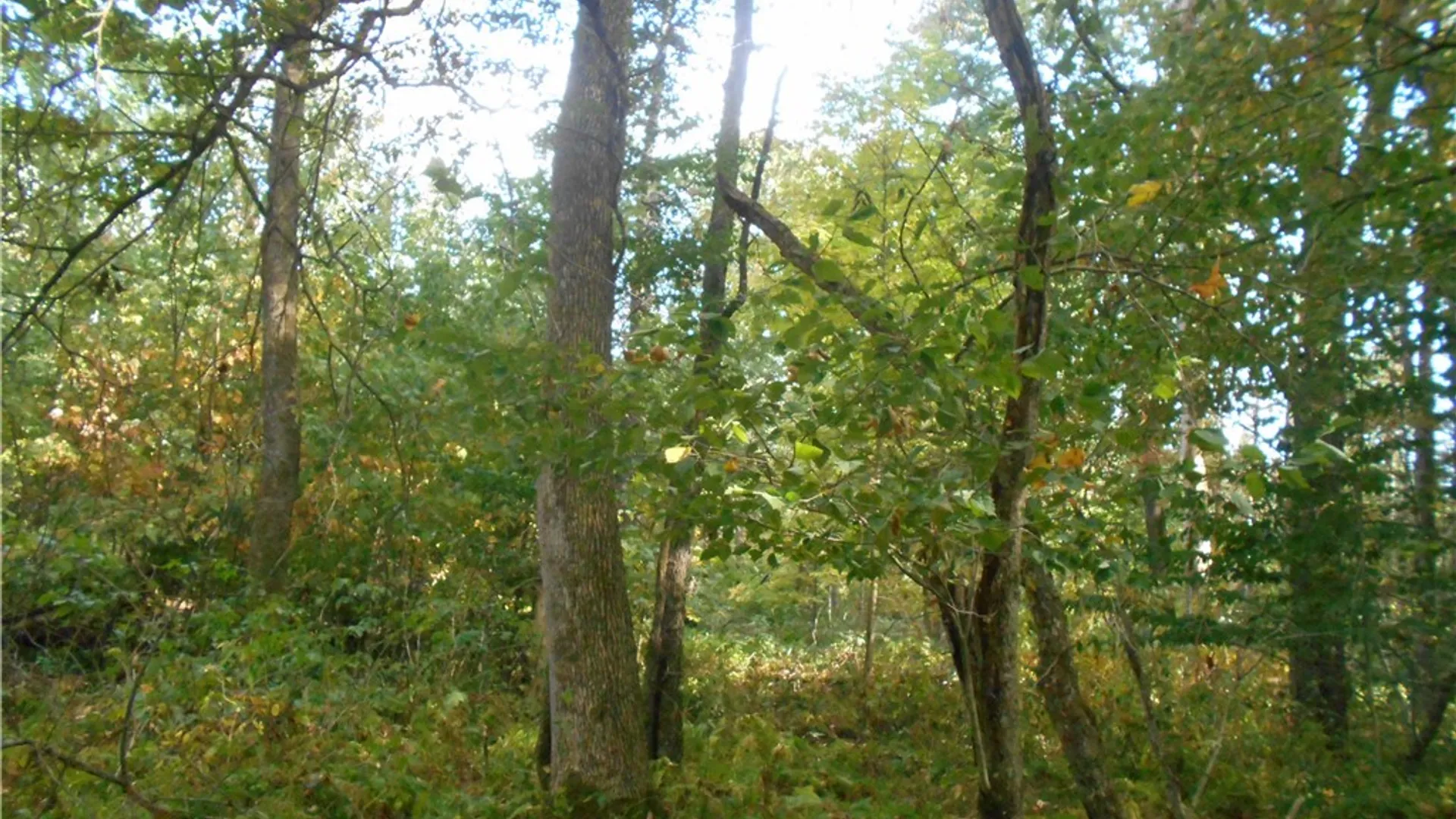 Property at Irish Hill Road, Ellicottville, NY 14731 14