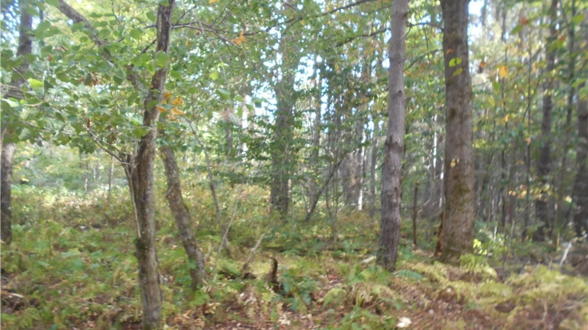 Property at Irish Hill Road, Ellicottville, NY 14731 15