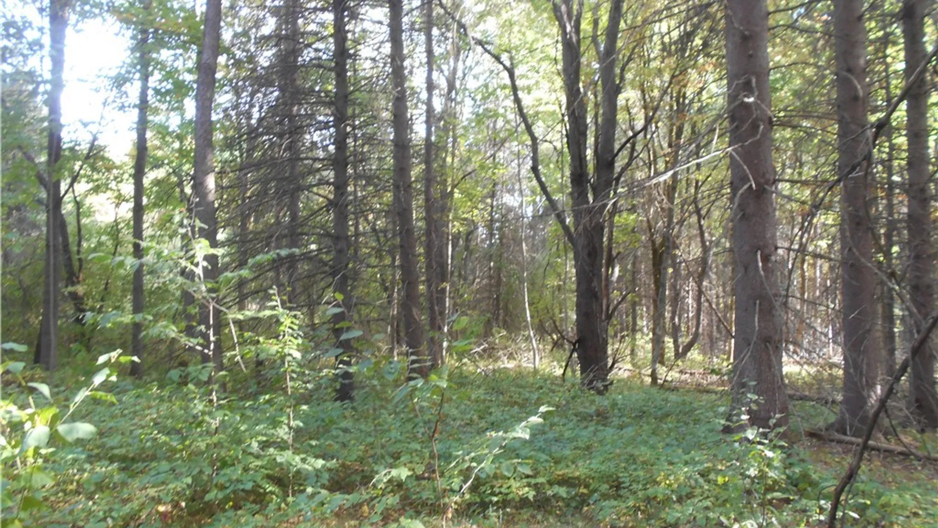 Property at Irish Hill Road, Ellicottville, NY 14731 20