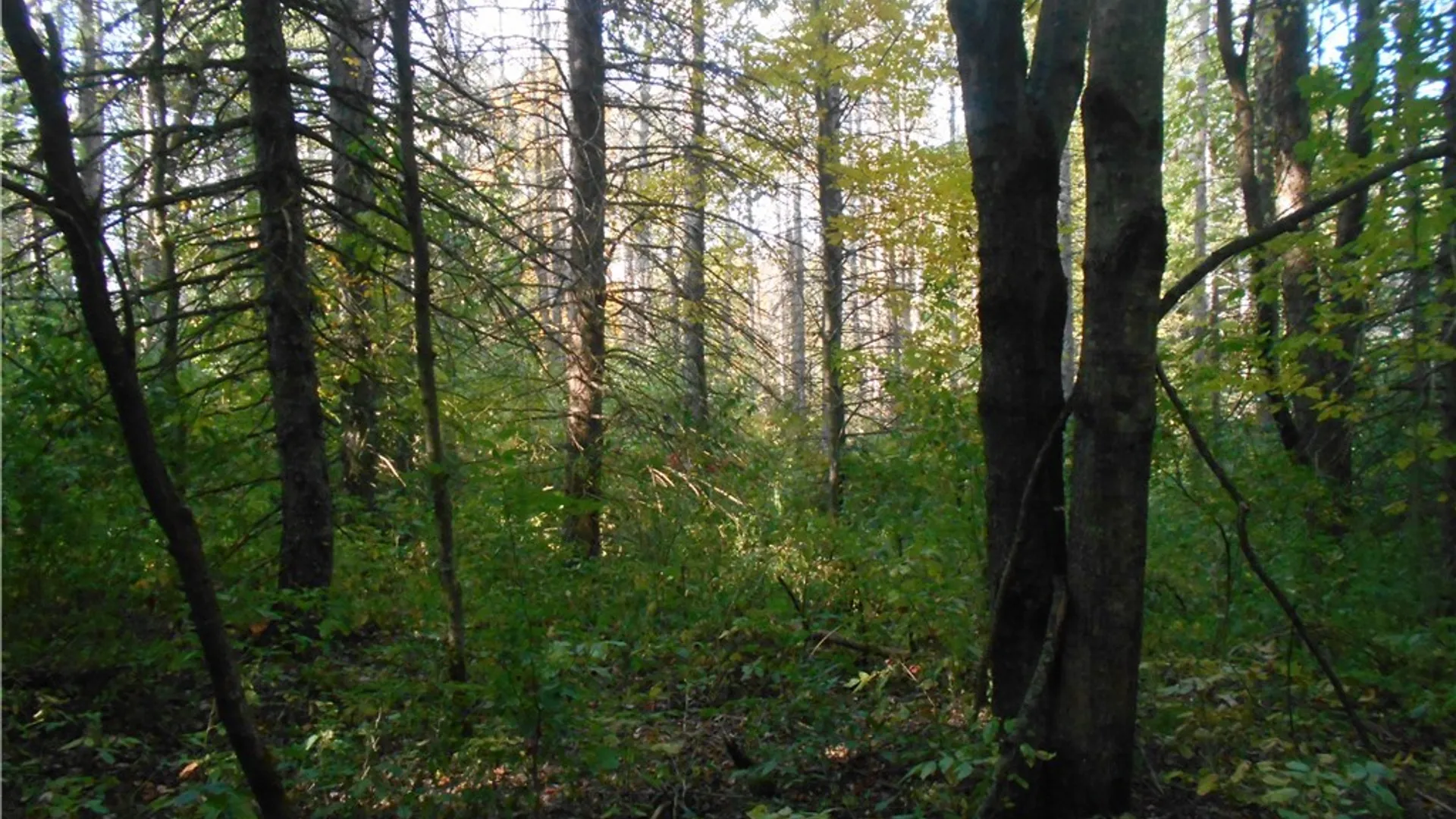 Property at Irish Hill Road, Ellicottville, NY 14731 26