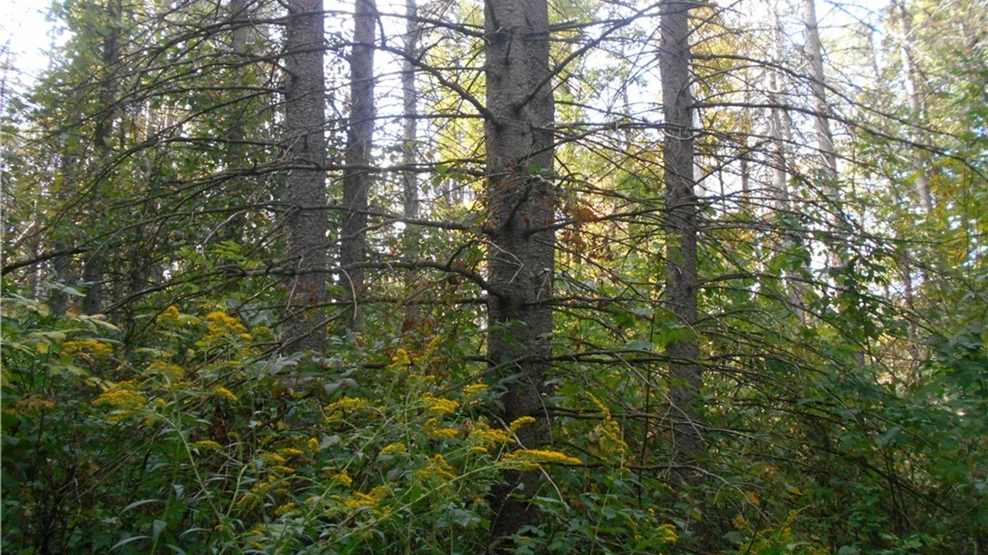 Property at Irish Hill Road, Ellicottville, NY 14731 28