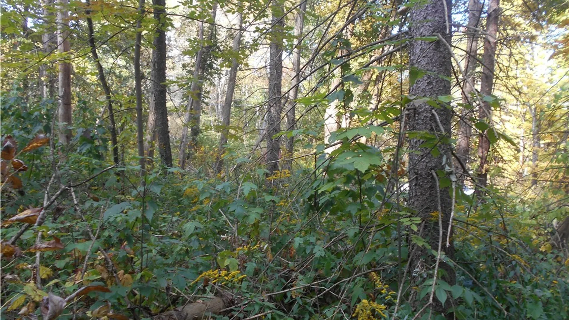 Property at Irish Hill Road, Ellicottville, NY 14731 32