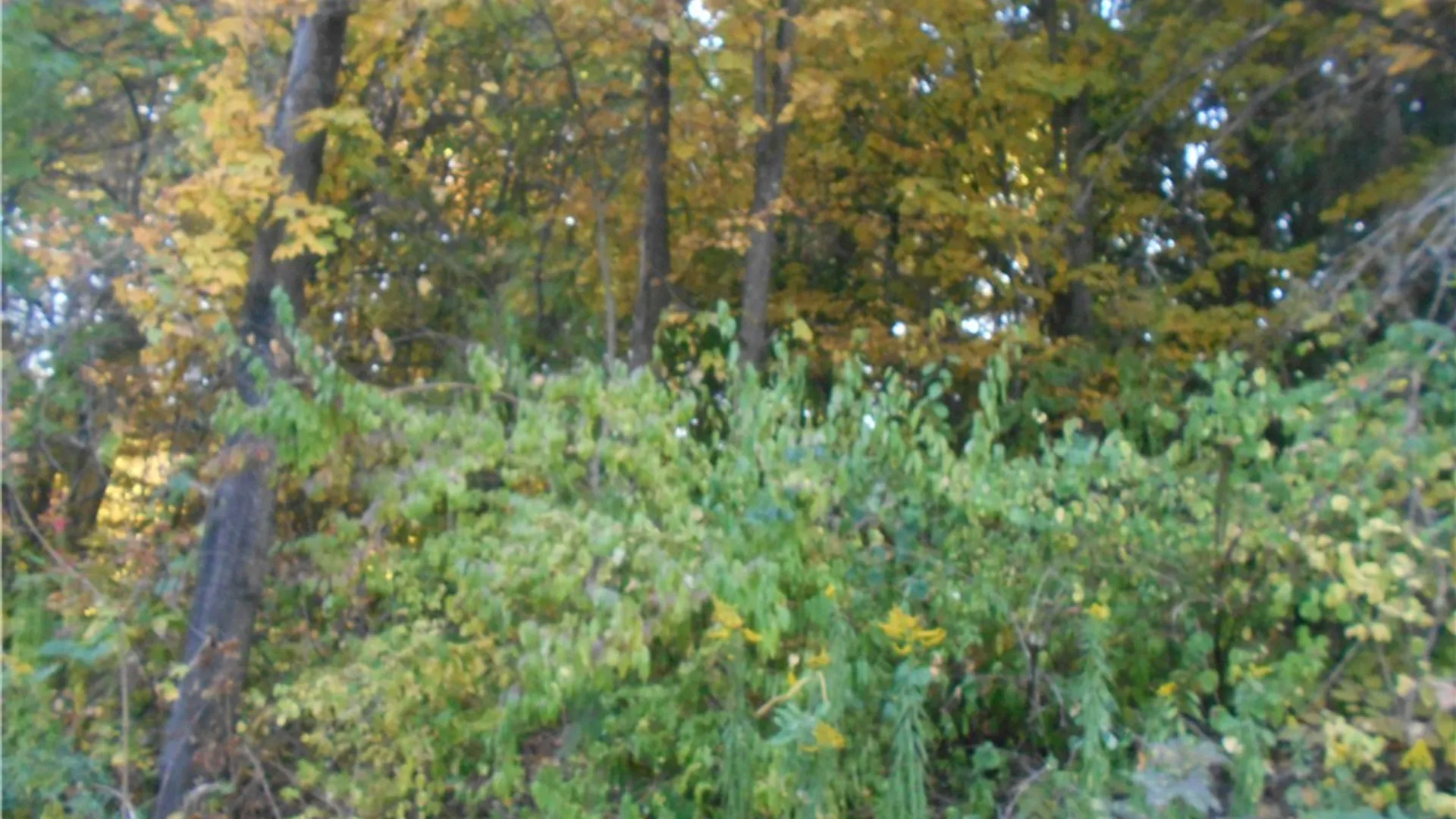 Property at Irish Hill Road, Ellicottville, NY 14731 34