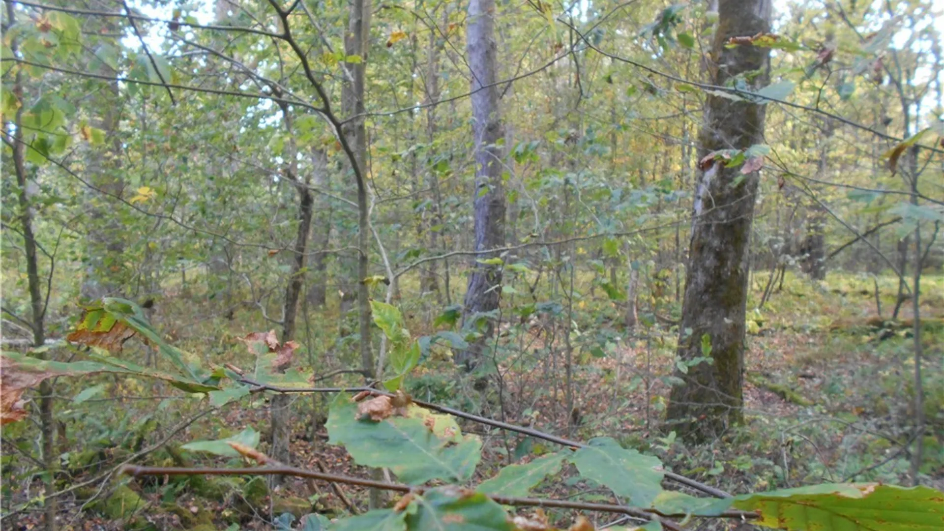 Property at Irish Hill Road, Ellicottville, NY 14731 9