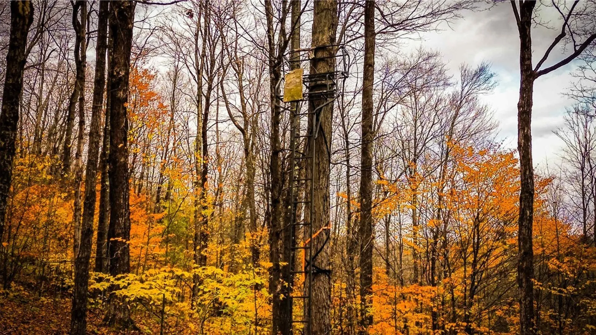 Property at Dawes Hill Road, Danby, NY 14867 18