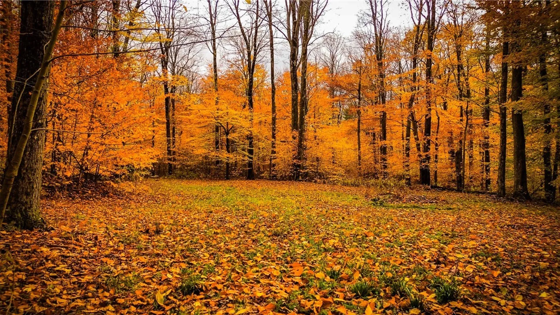 Property at Dawes Hill Road, Danby, NY 14867 19