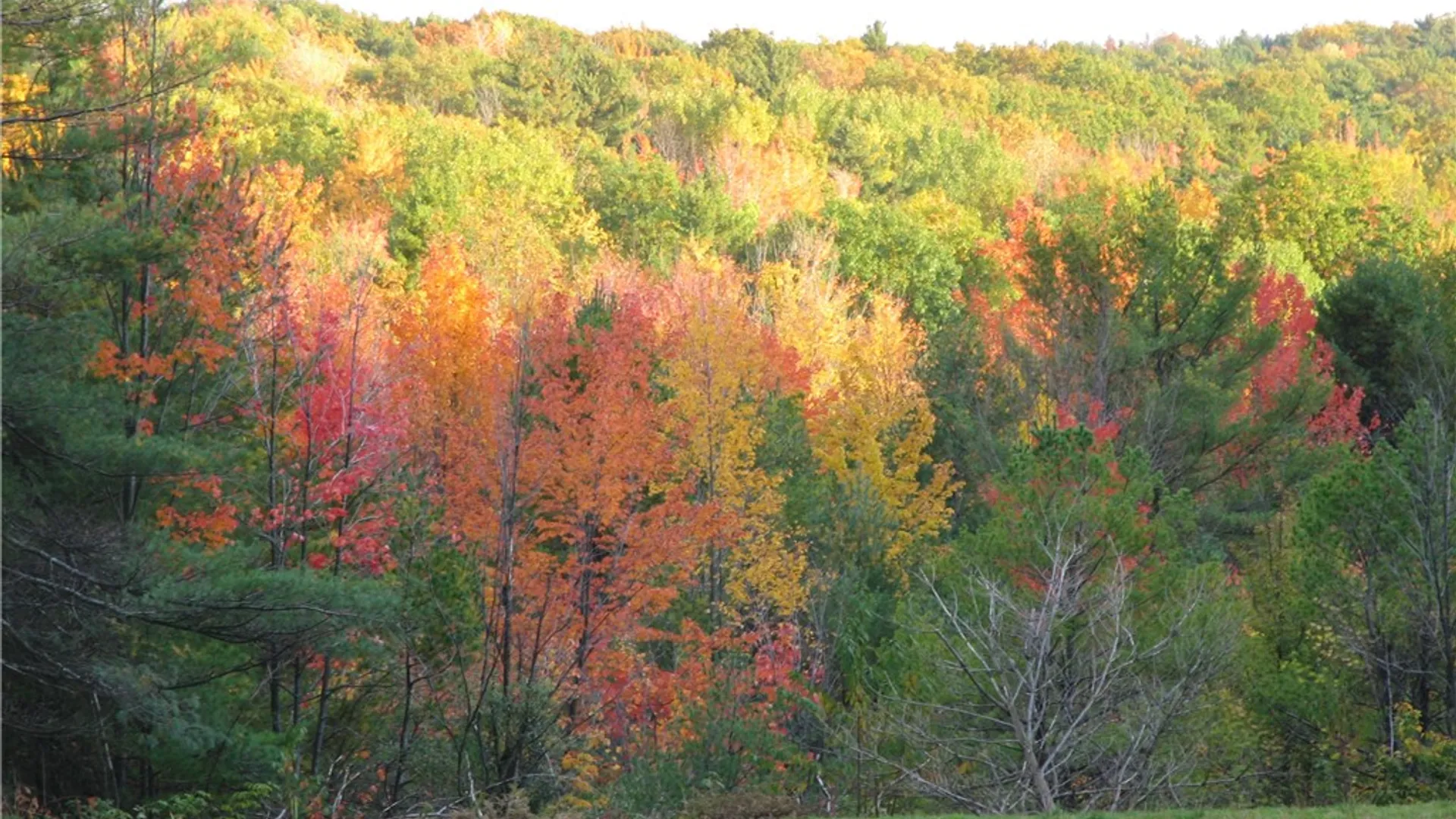 Property at Dawes Hill Road, Danby, NY 14867 24