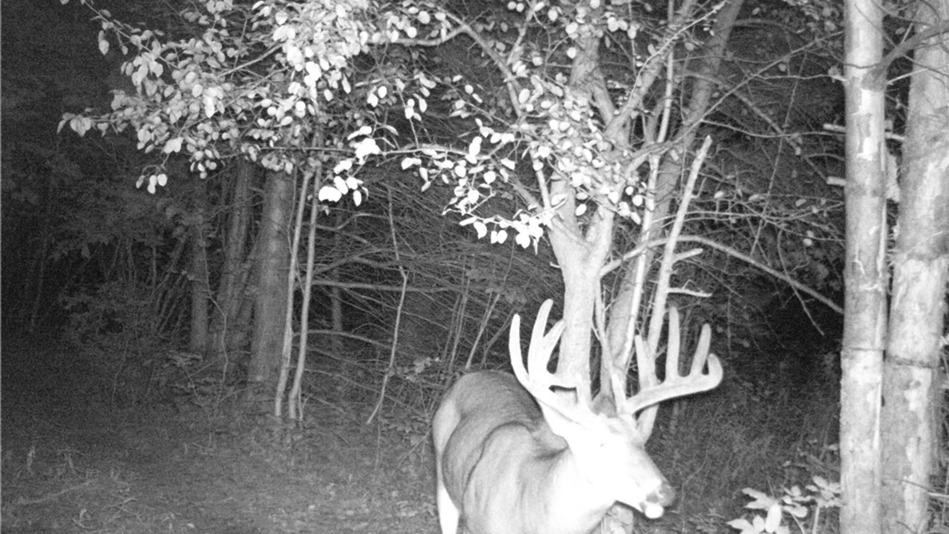 Property at Dawes Hill Road, Danby, NY 14867 28