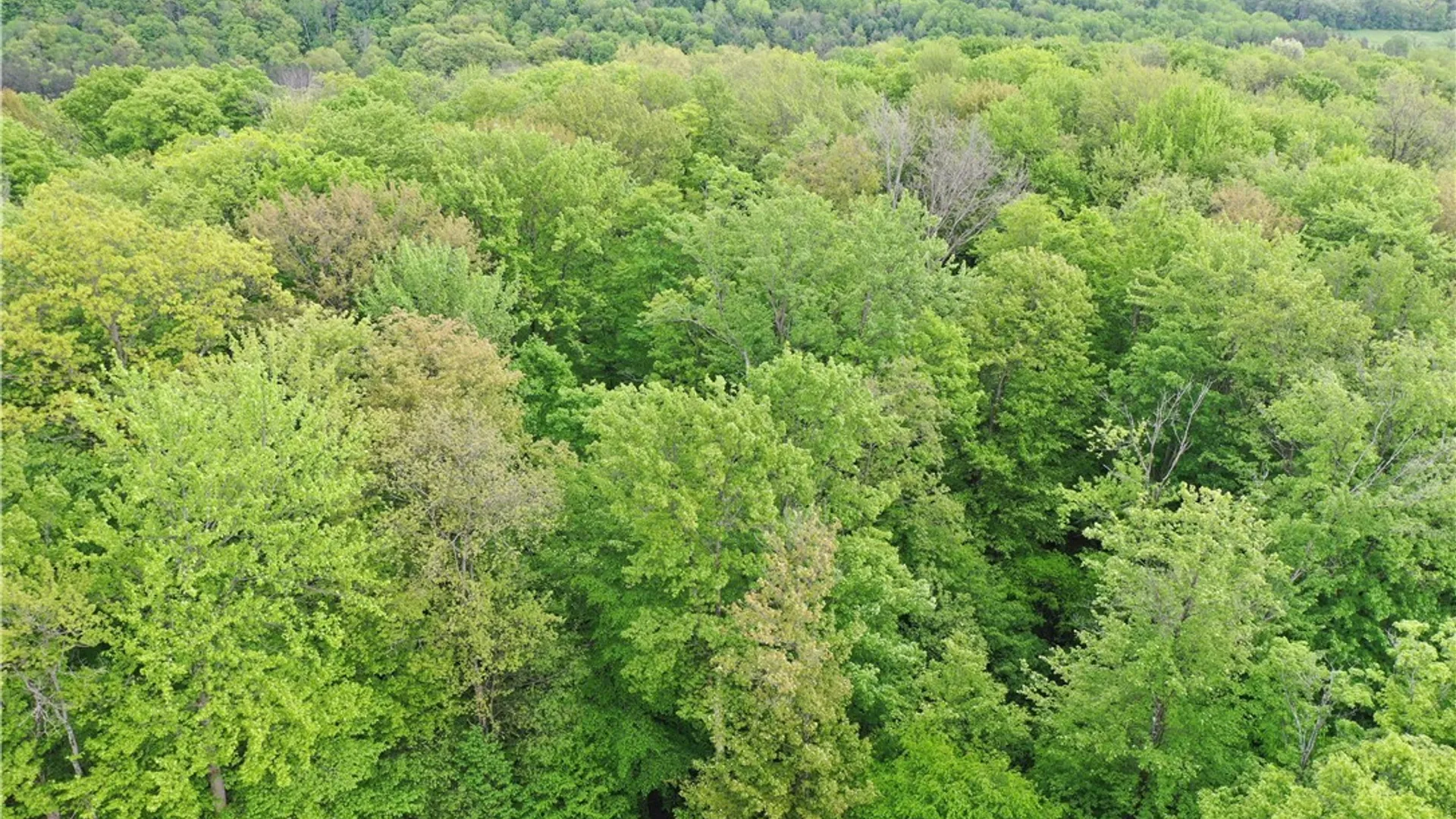 Property at 0 Dublin Terrace, Mansfield, NY 14779 7