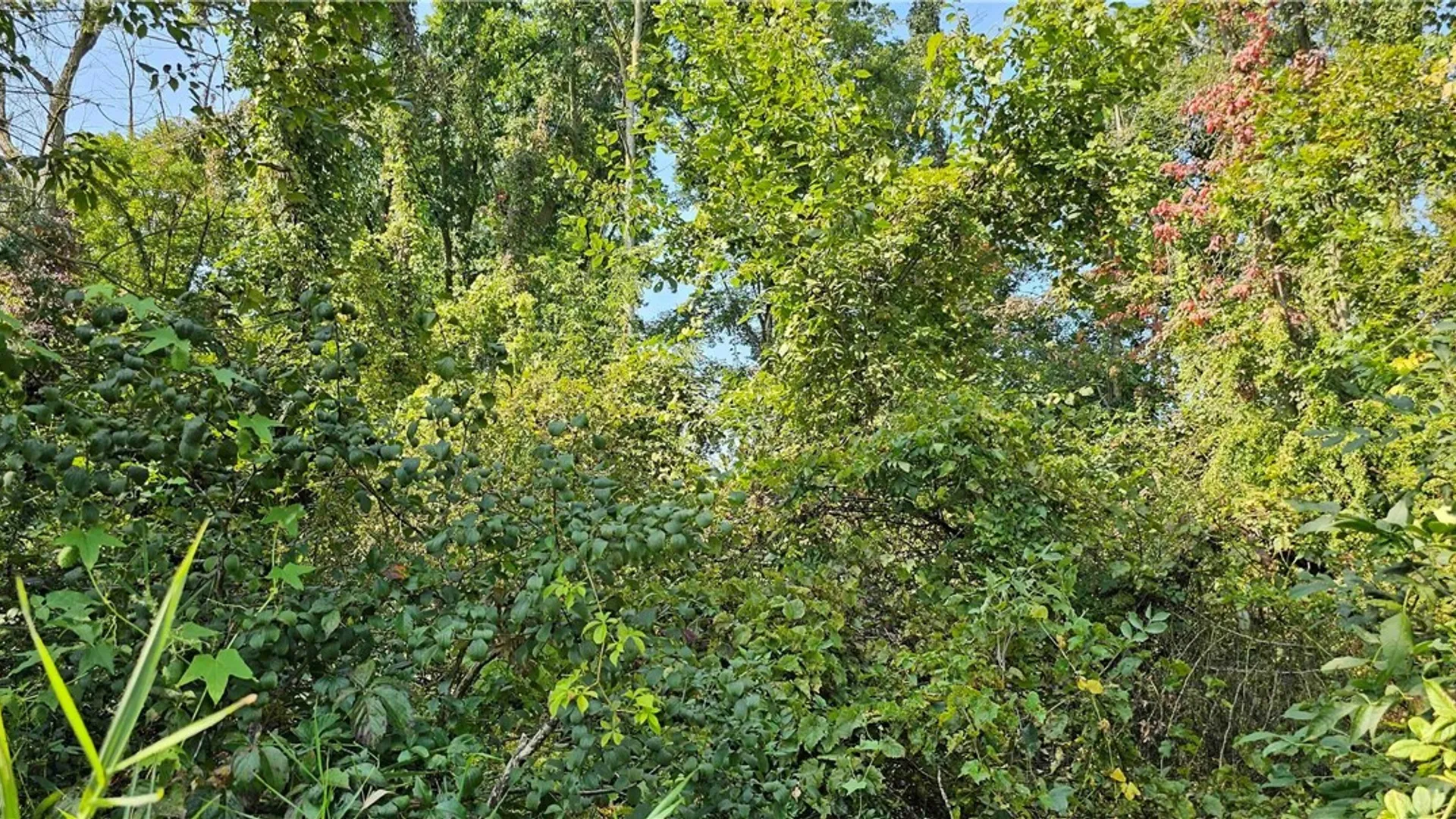 Property at 00 Hickory Island, Brutus, NY 13166 14