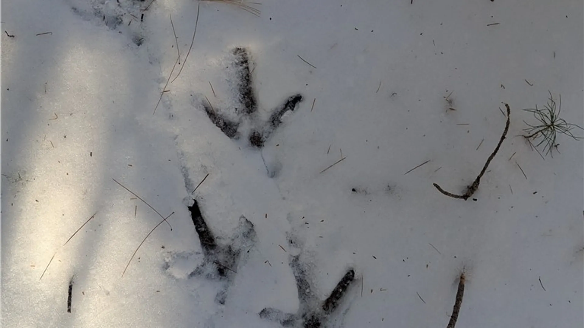 Property at Bellingertown Road, Forestport, NY 13338 6