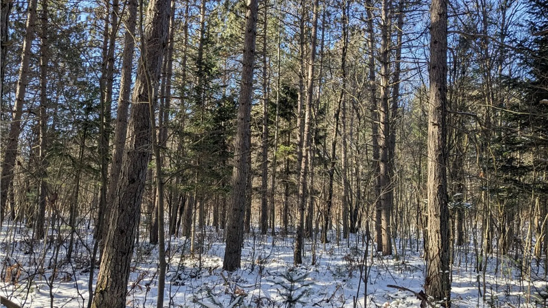 Property at Bellingertown Road, Forestport, NY 13338 8