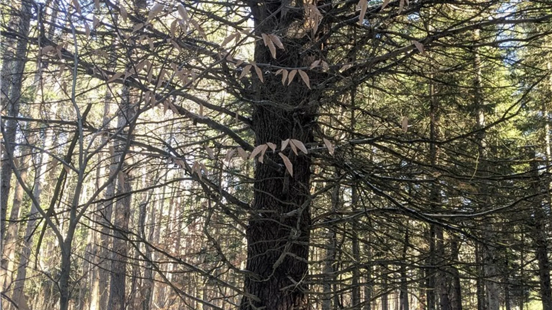 Property at Bellingertown Road, Forestport, NY 13338 9