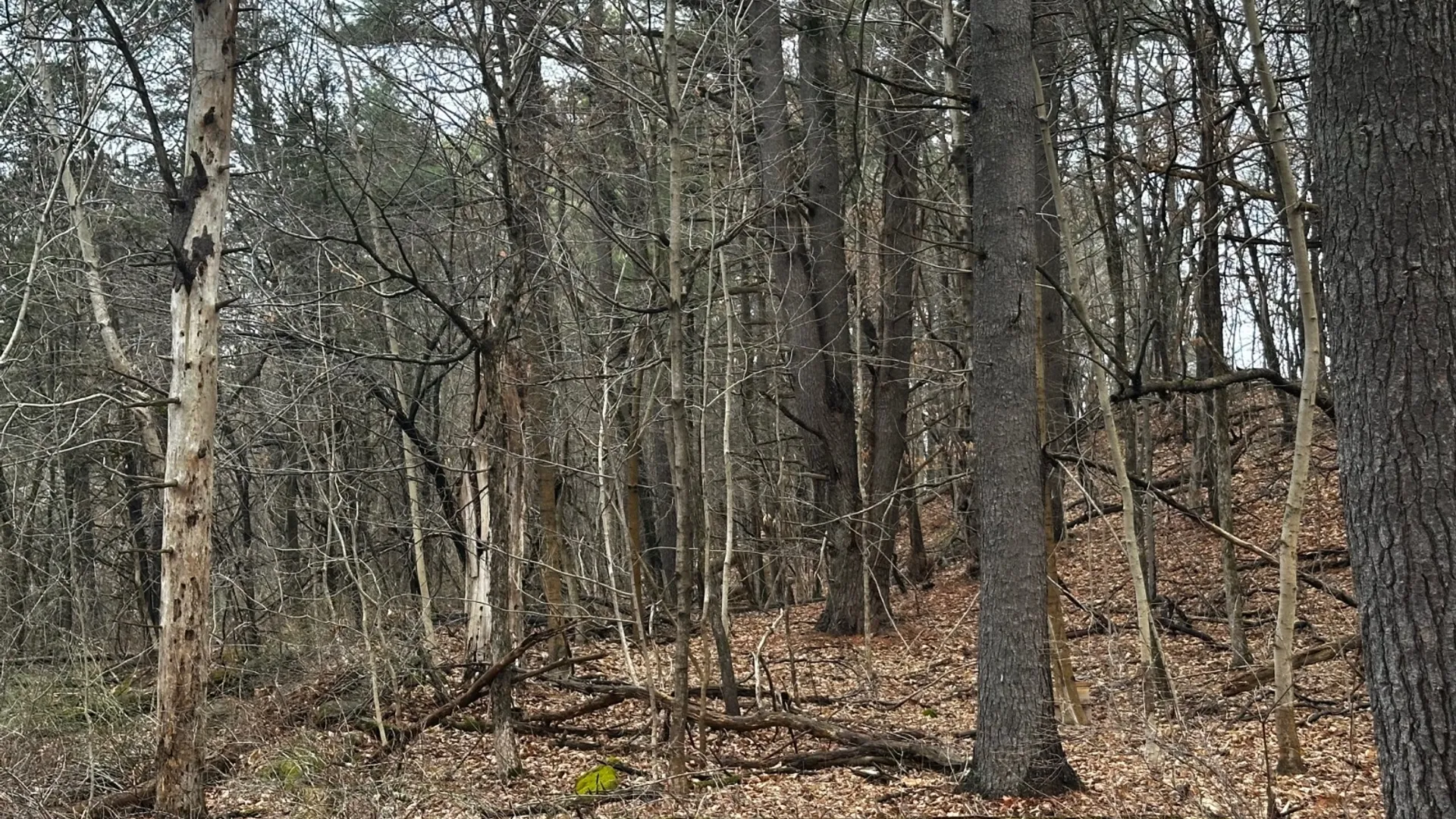 Property at 189 County Route 26, Coxsackie, NY 12042 3