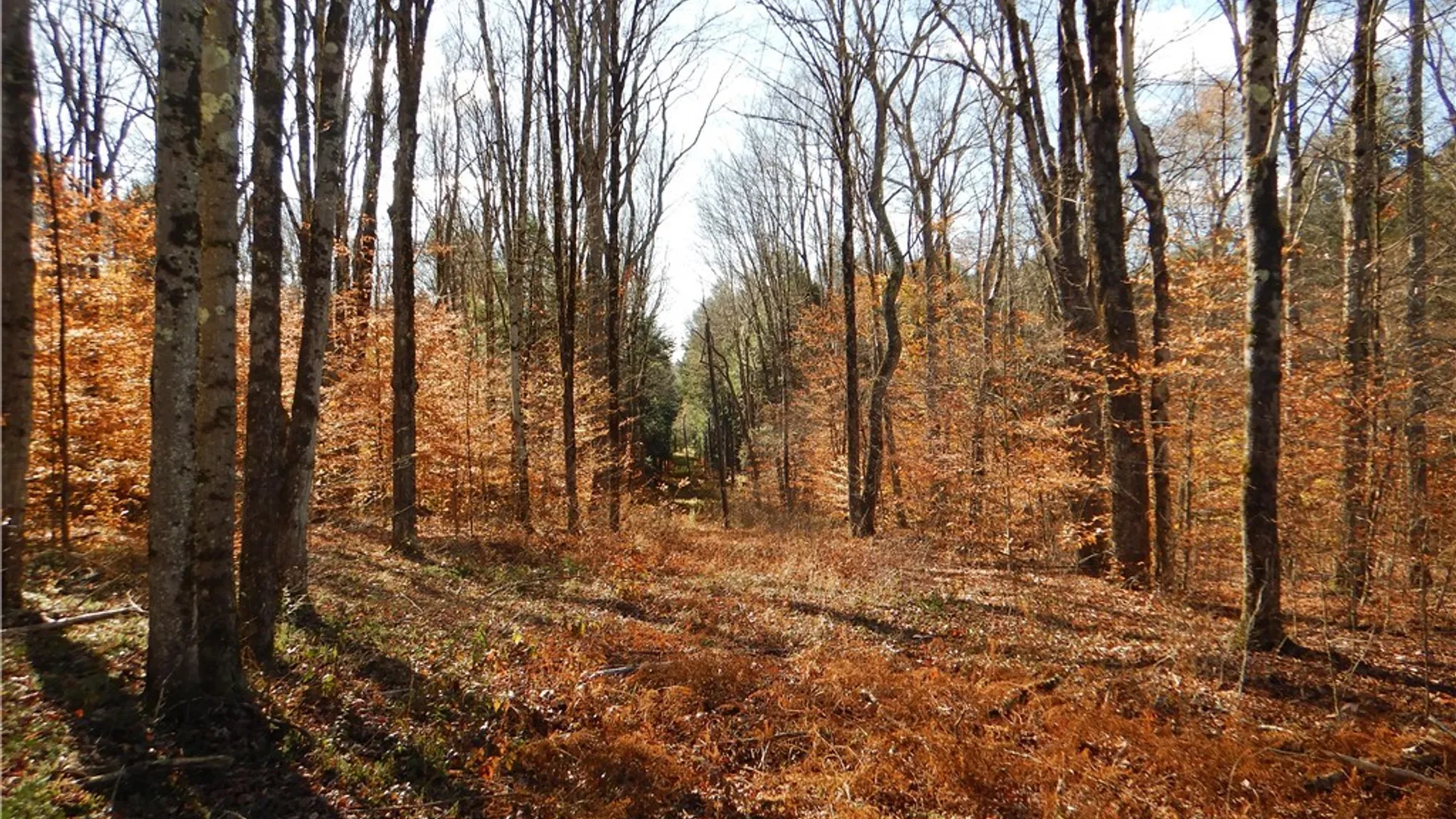Property at Route 220, Mc Donough, NY 13830 10