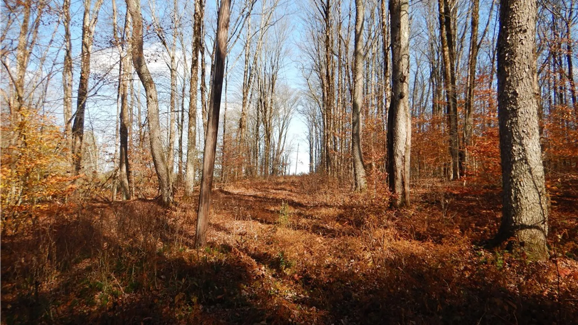 Property at Route 220, Mc Donough, NY 13830 11