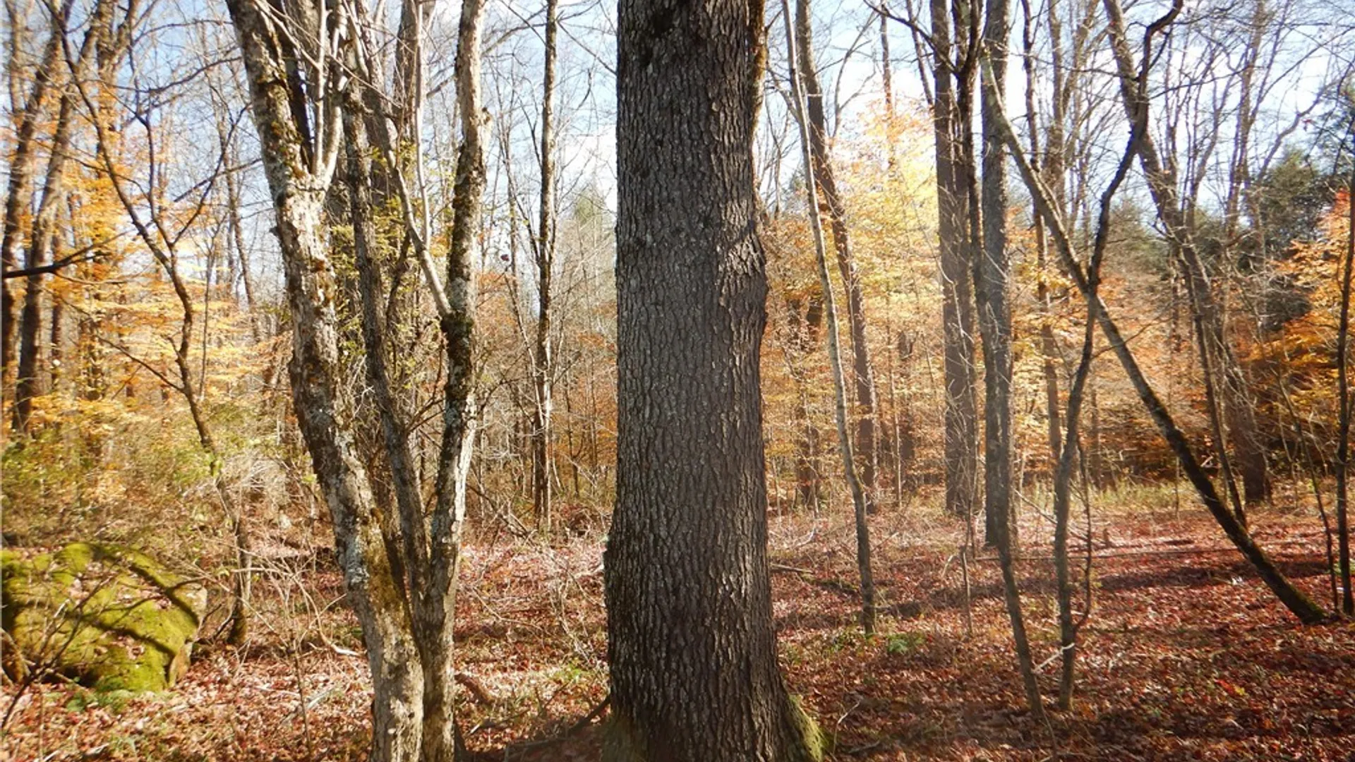 Property at Route 220, Mc Donough, NY 13830 18