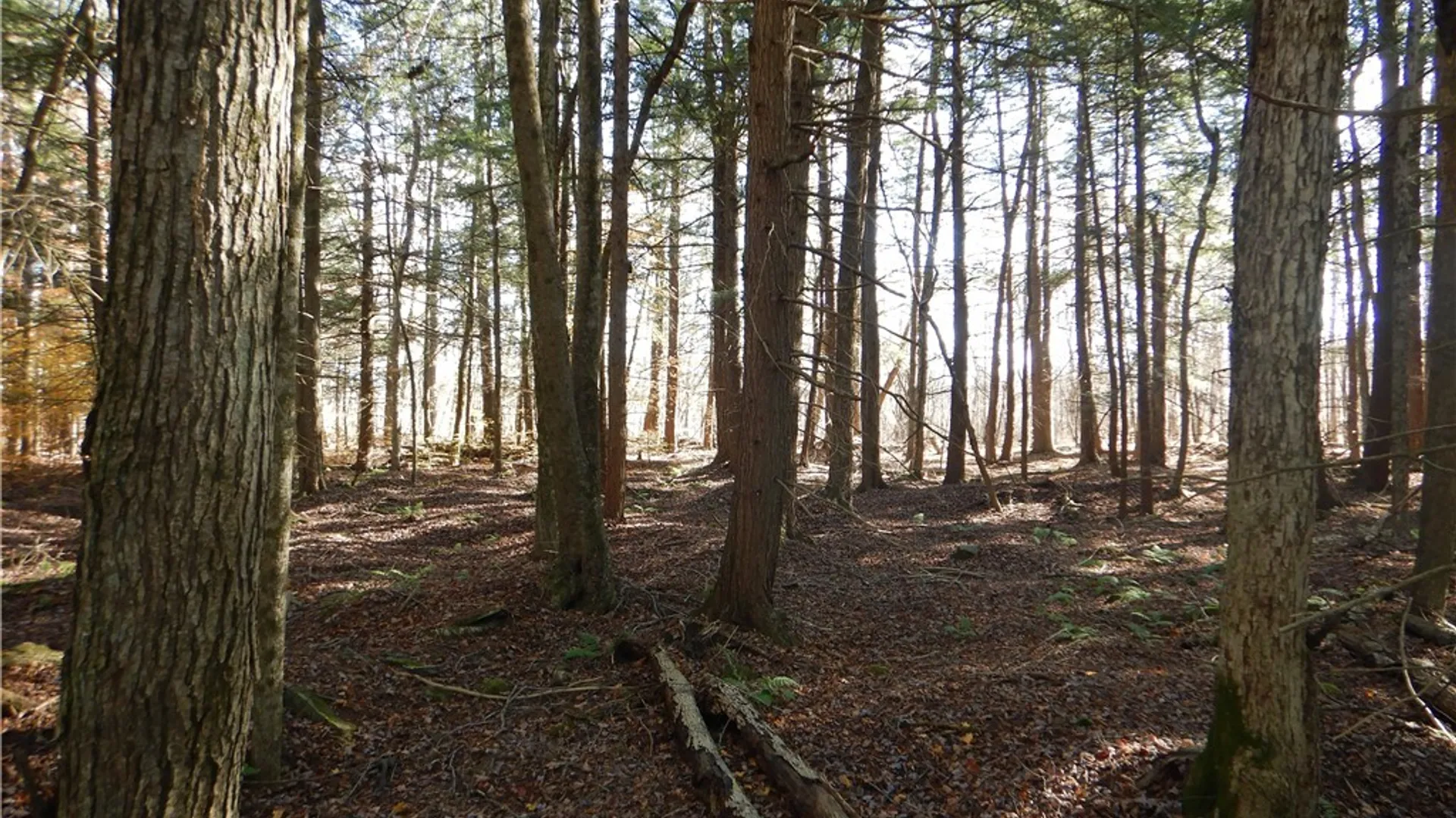 Property at Route 220, Mc Donough, NY 13830 2