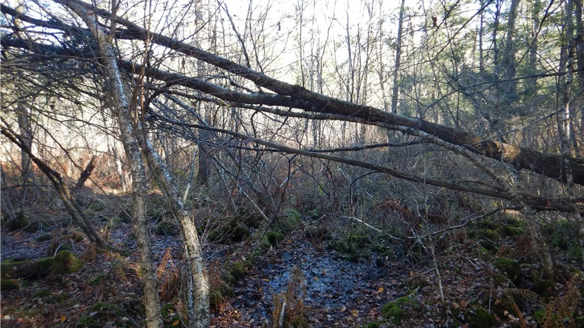 Property at Route 220, Mc Donough, NY 13830 20