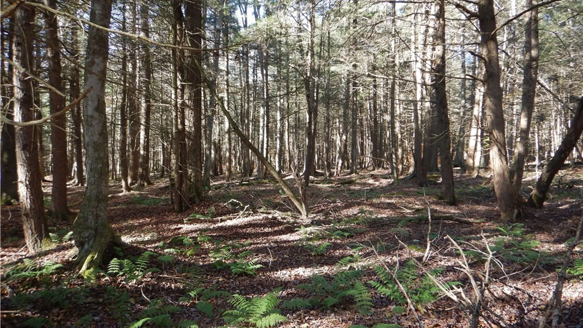 Property at Route 220, Mc Donough, NY 13830 22
