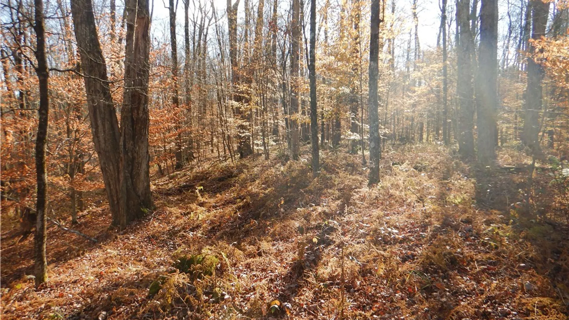 Property at Route 220, Mc Donough, NY 13830 25